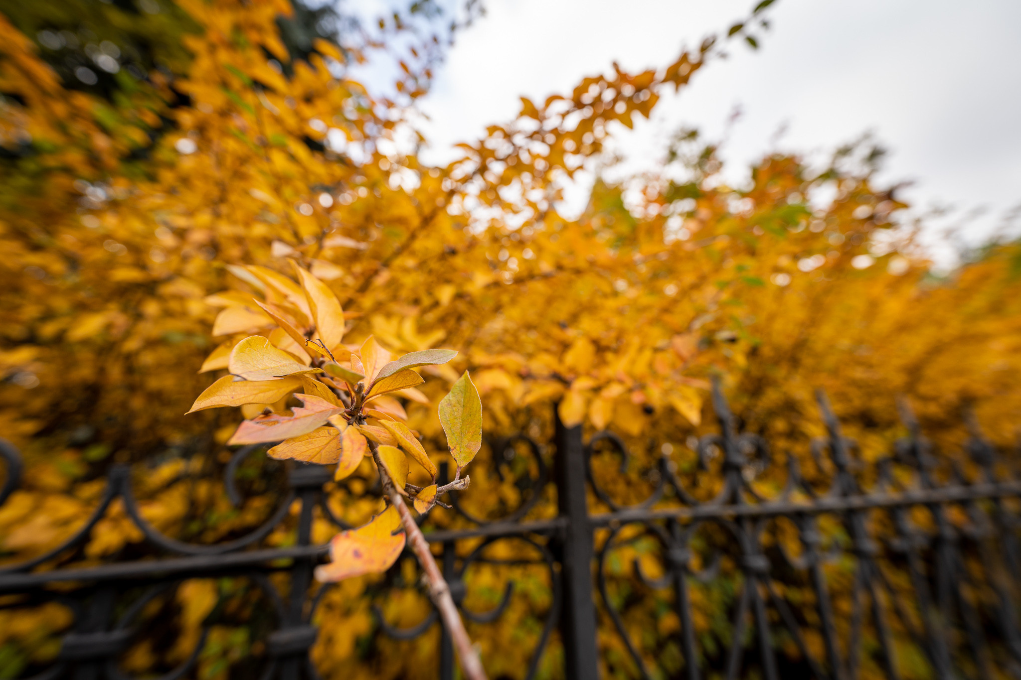 Осенние листья на ограде храма Архангела Михаила в Москве
