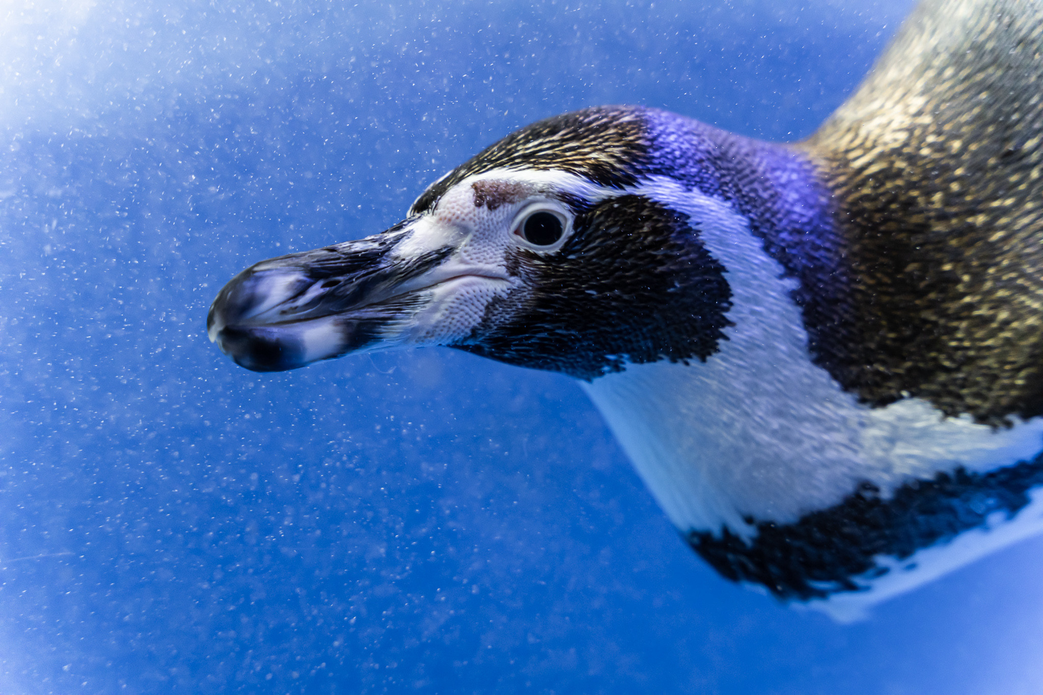 Пингвин в пингвинарии в парке Ривьера в Сочи