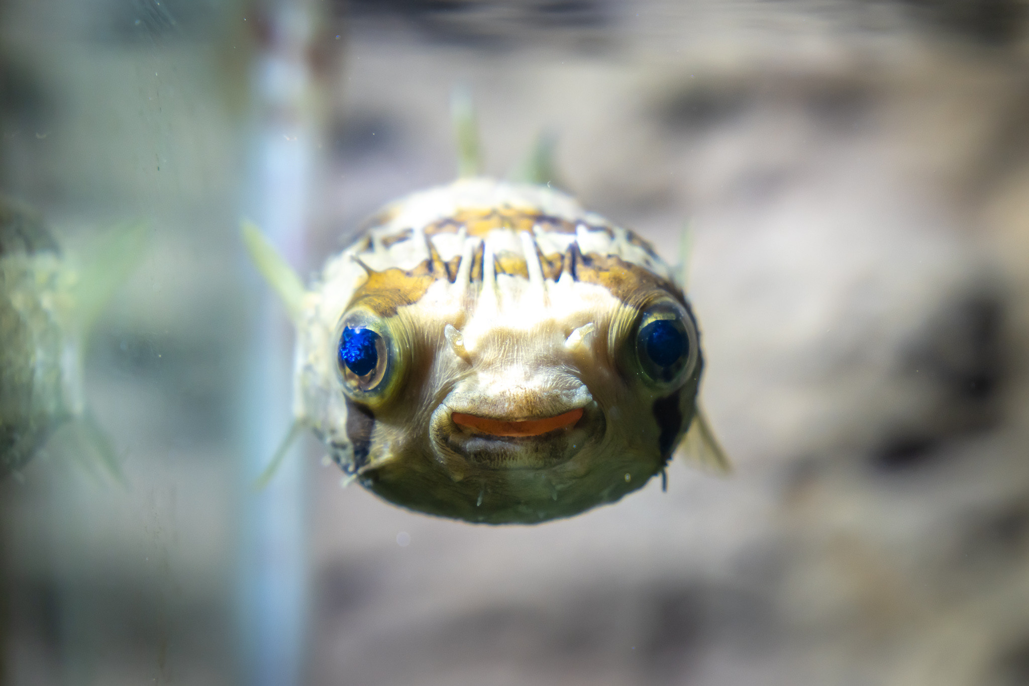 Рыба в аквариуме в парке Ривьера в Сочи