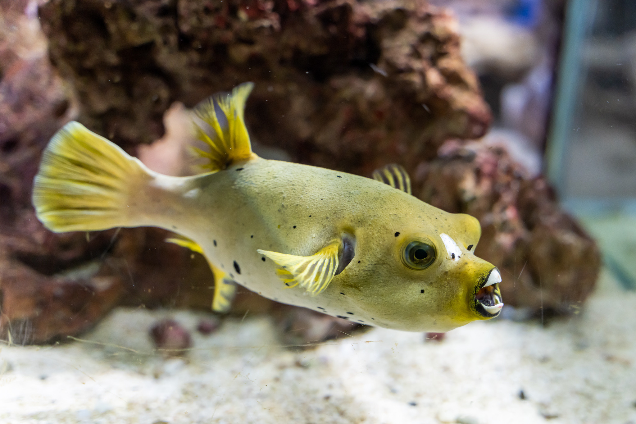 Рыба-собака в аквариуме в парке Ривьера в Сочи