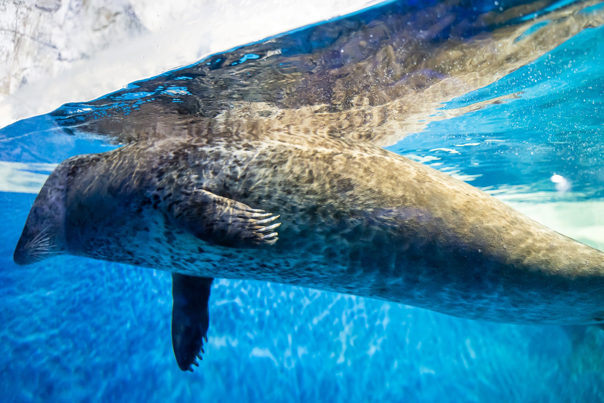 Тюлень Лютик в пингвинарии в парке Ривьера в Сочи