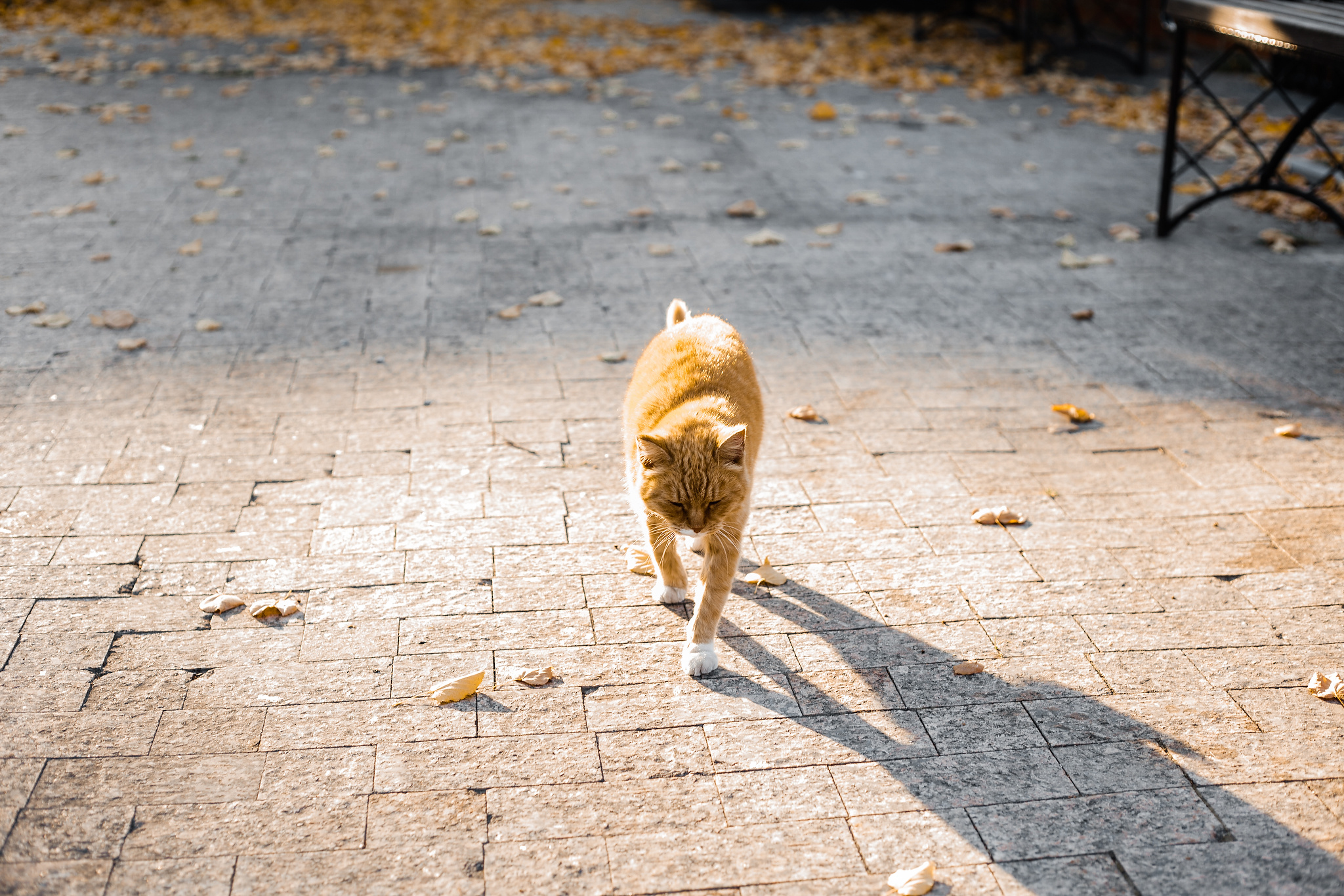 Love Story Лены и Миши. Фотограф Антон Никандров