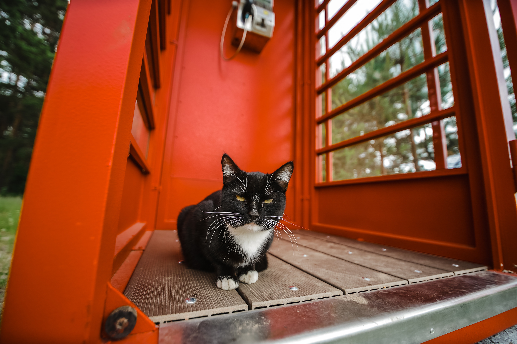 Катя и Вова. Органичность, спаниель и телефонная будка. Фотограф Антон Никандров