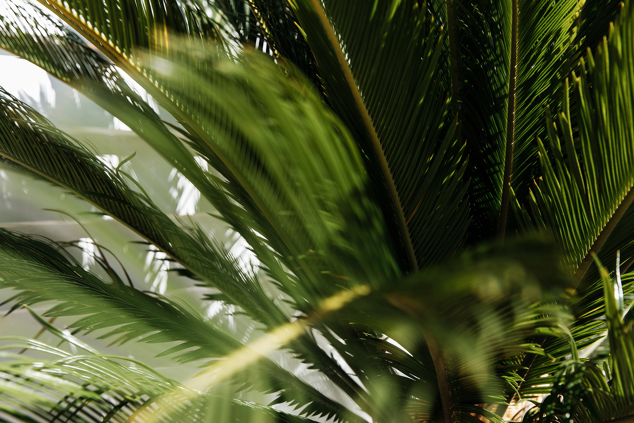 24 августа 2019. Анонс свадьбы. Фотограф Игорь Цаплин