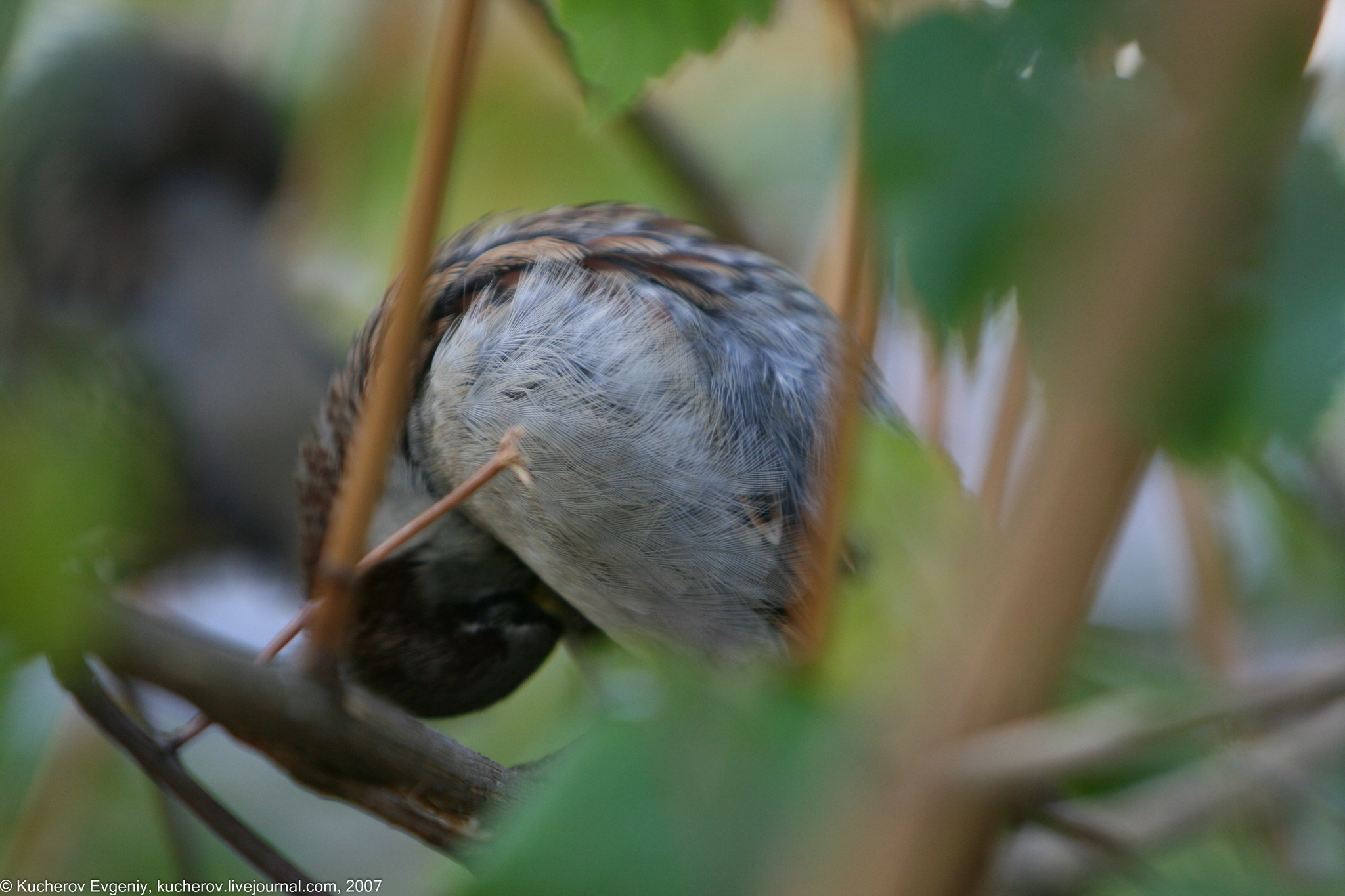 Серьезный товарищ. Кучеров Евгений. Фотограф