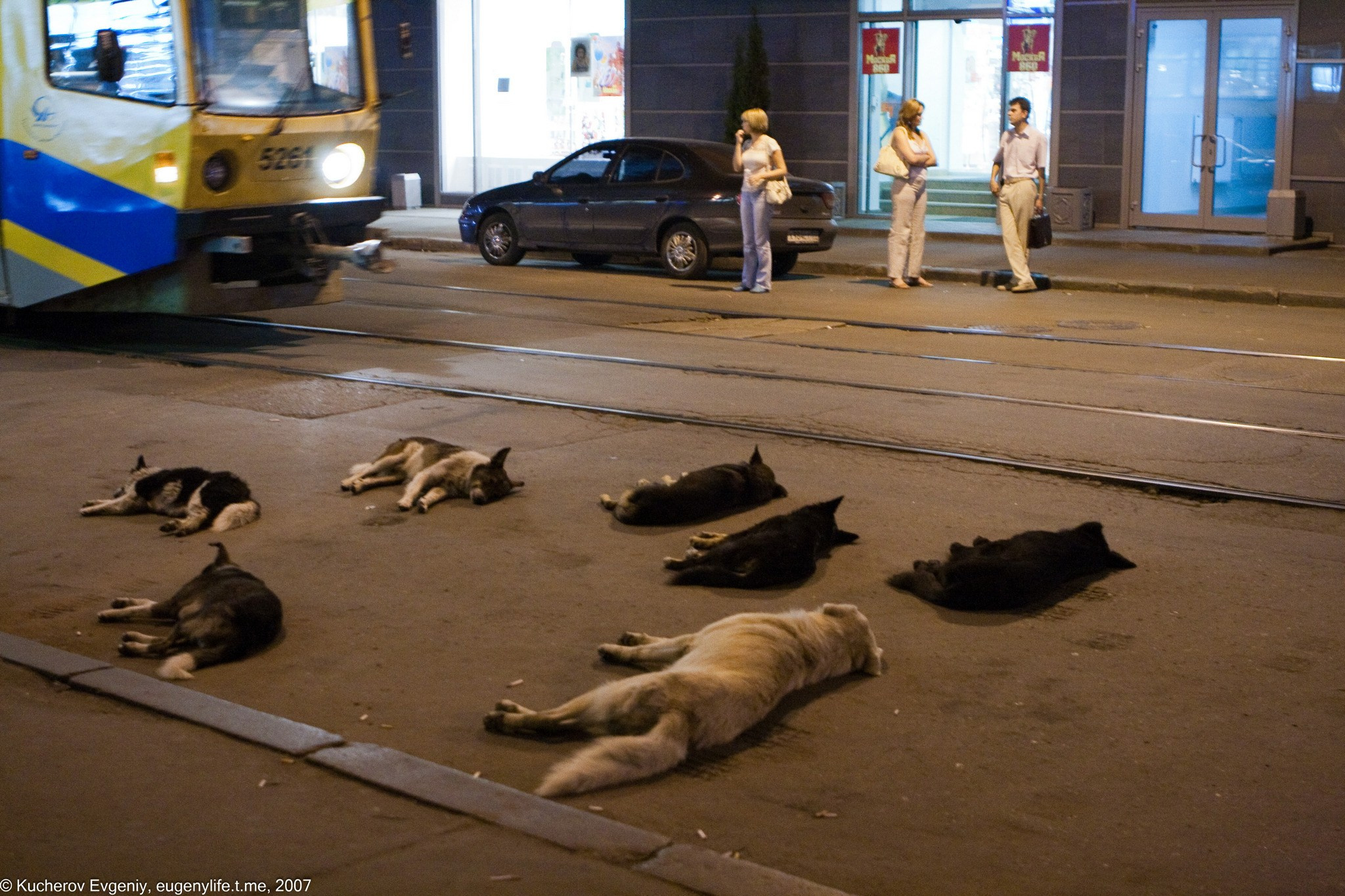 Собачки. Бауманская. Кучеров Евгений. Фотограф
