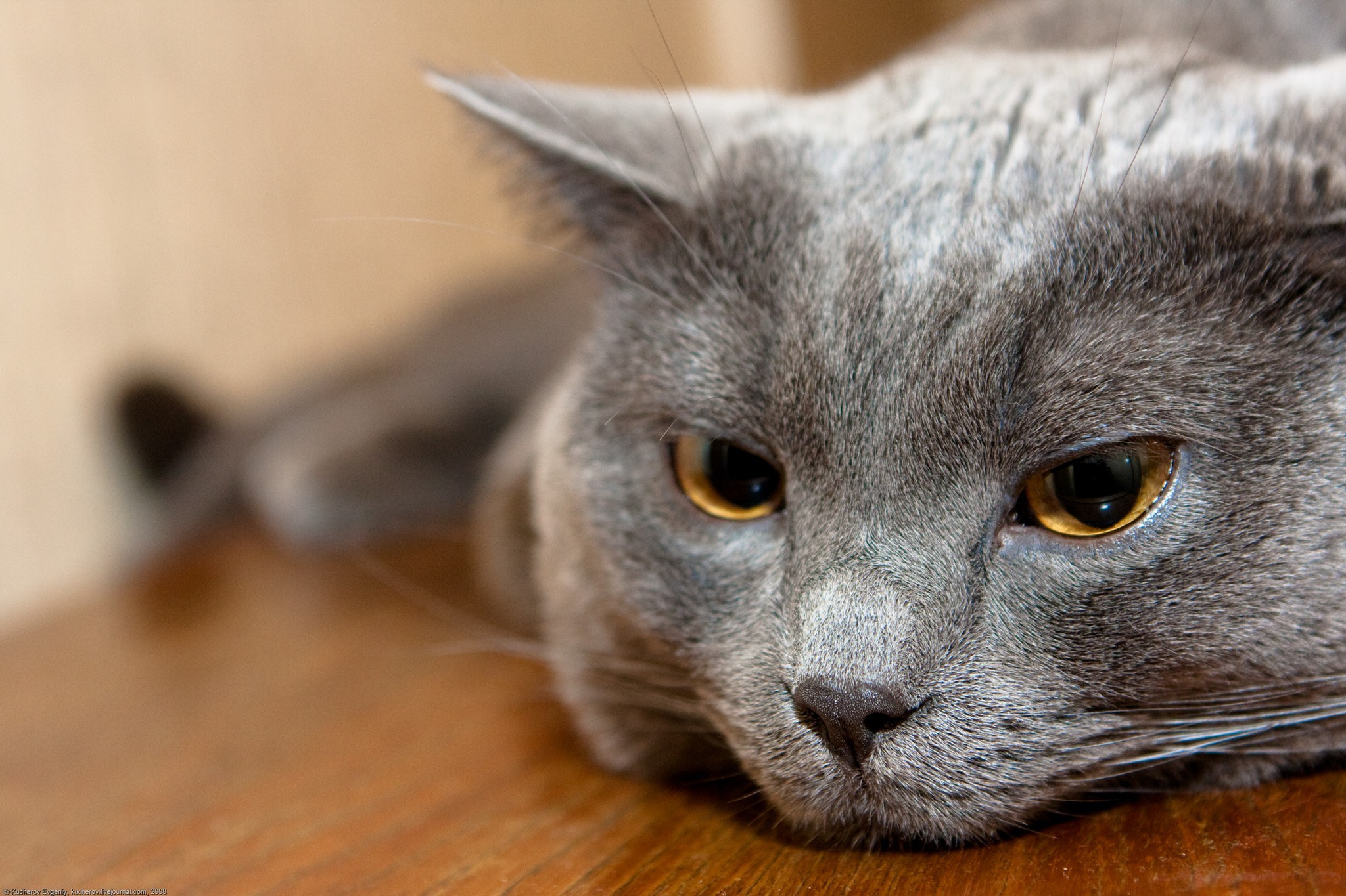 С новым годом!. Кучеров Евгений. Фотограф