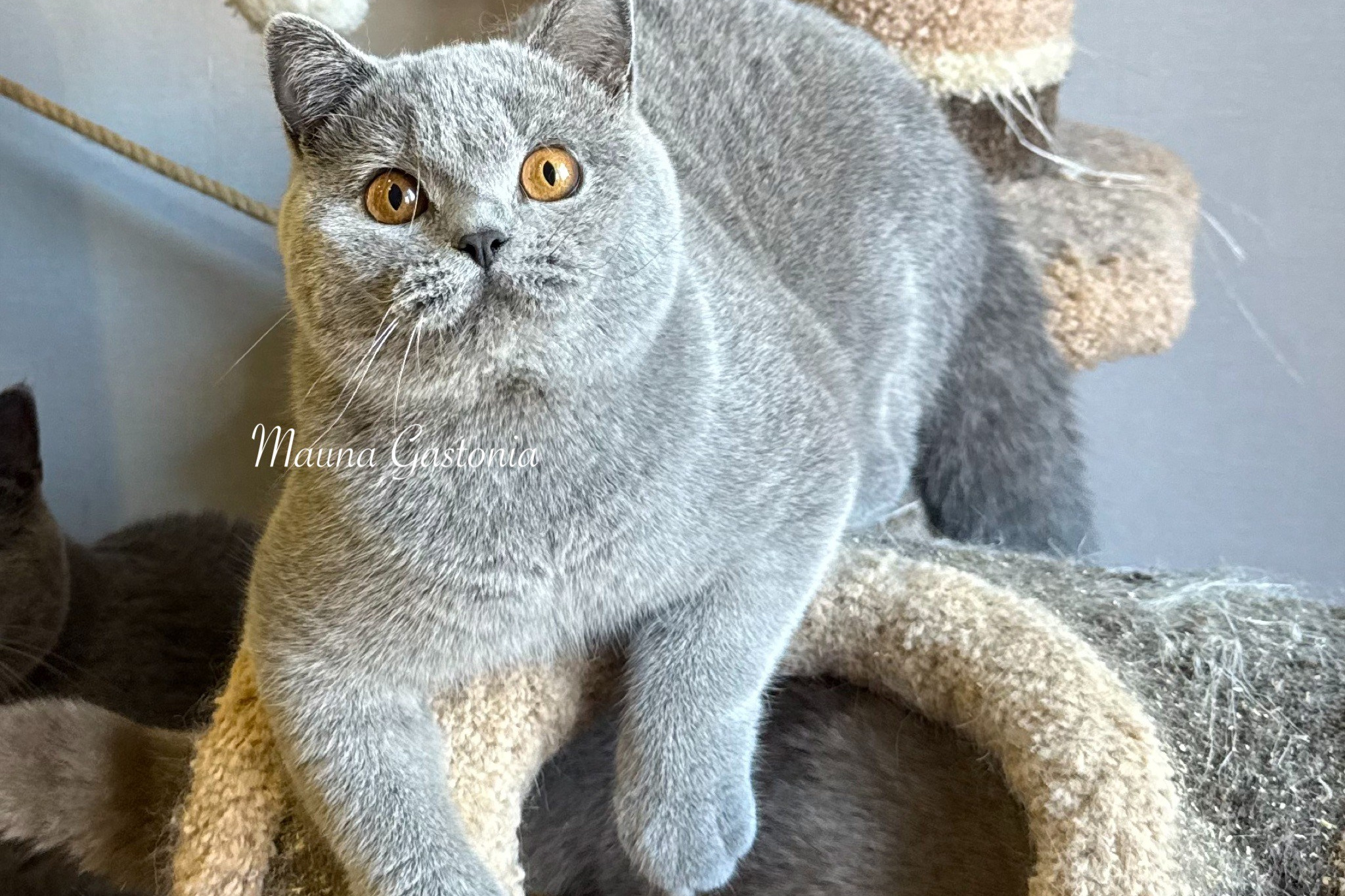 Свободные котята\Available kittens. Mauna Gastonia