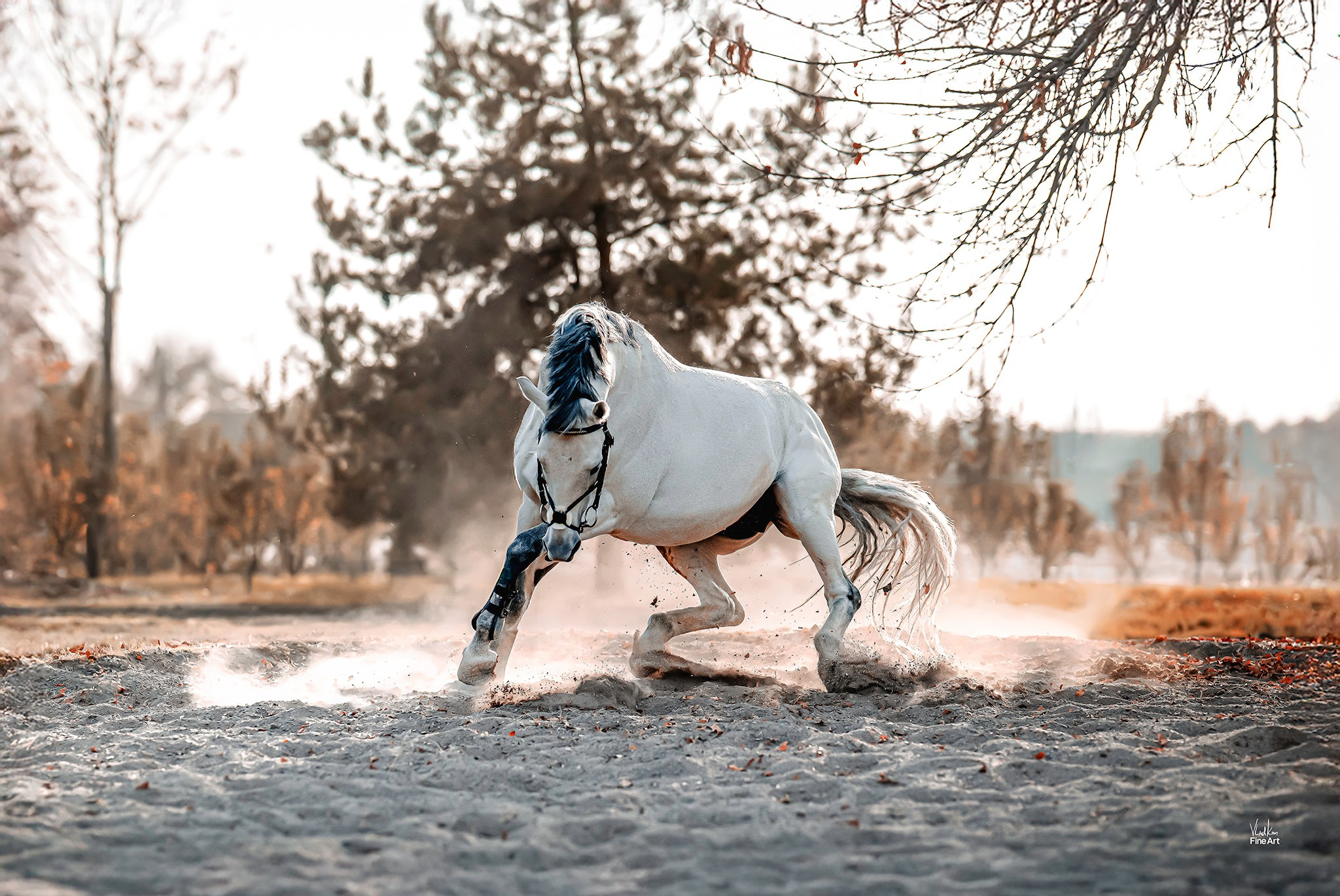 FAUNA LINE. Картины о красоте, культурных ценностях и традициях Казахстана