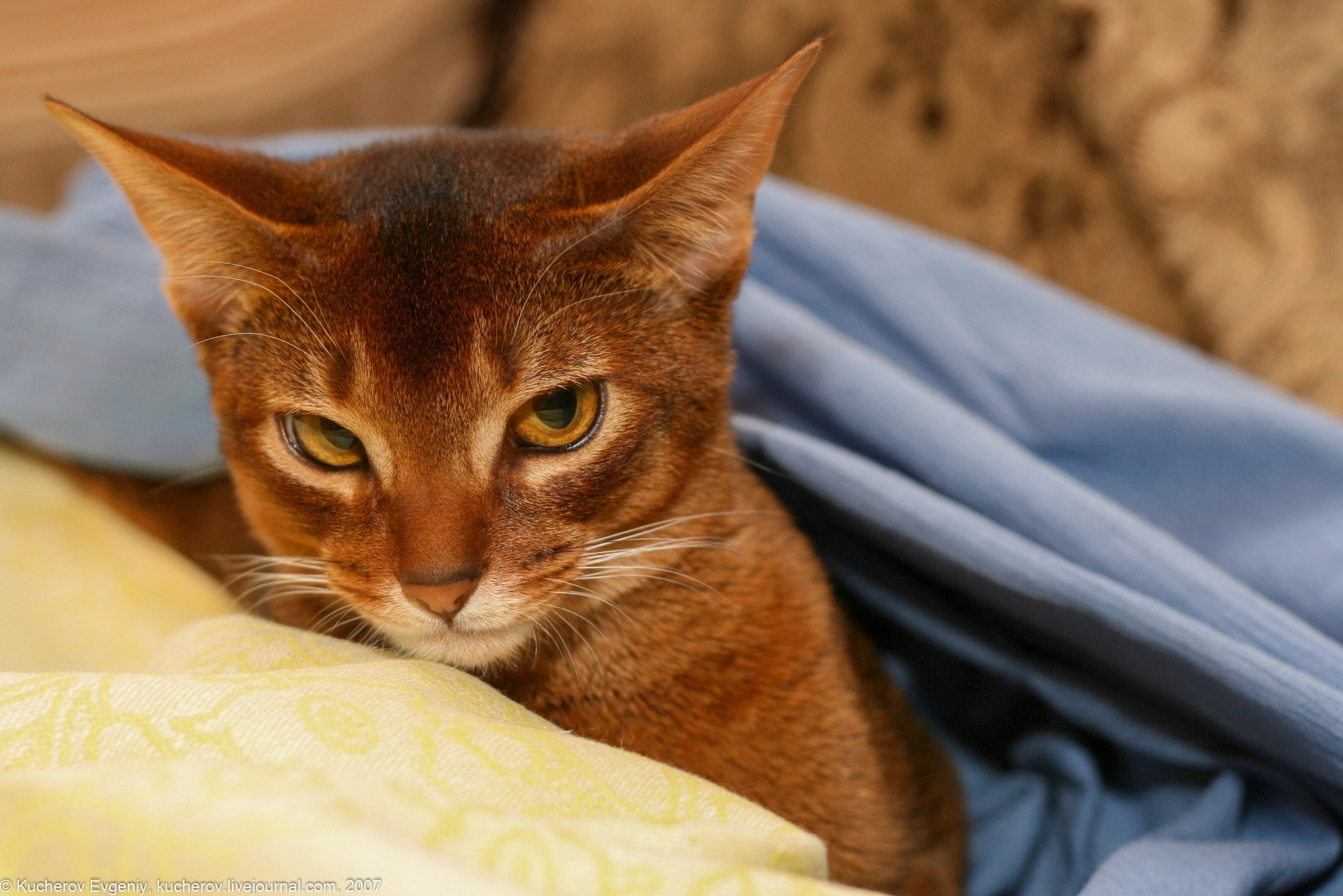 Абиссинец. Кучеров Евгений. Фотограф