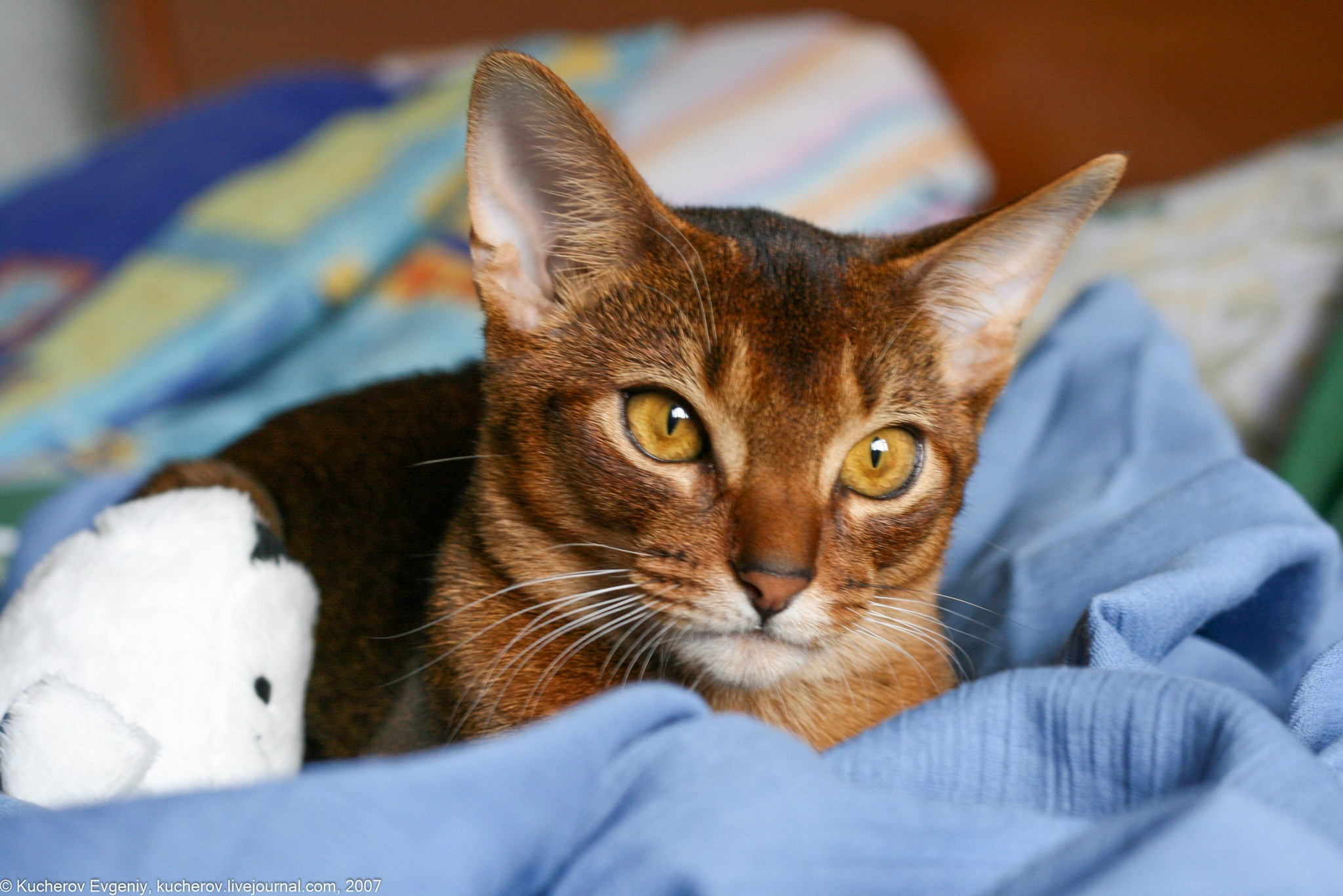 Абиссинец. Кучеров Евгений. Фотограф