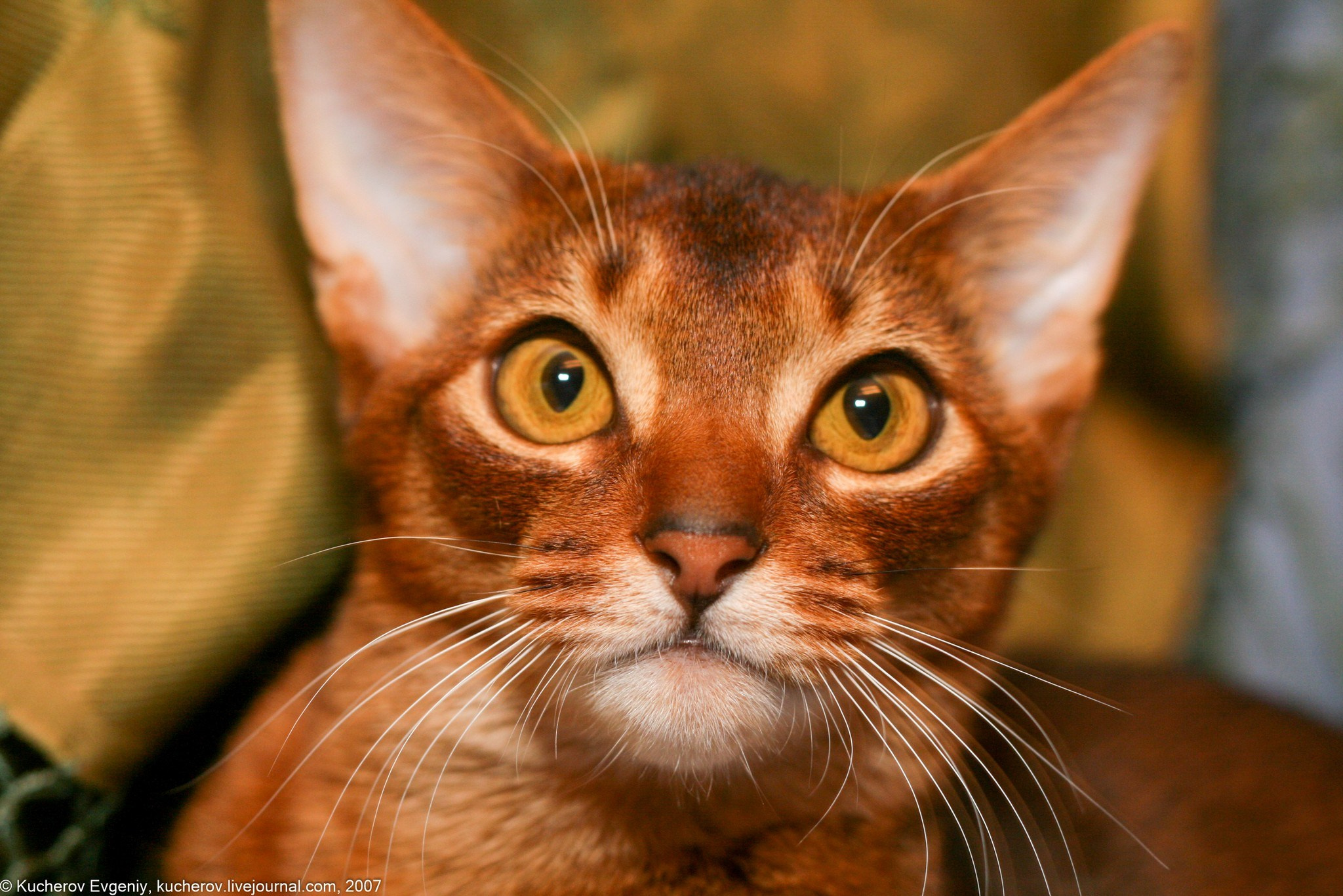 Абиссинец. Кучеров Евгений. Фотограф