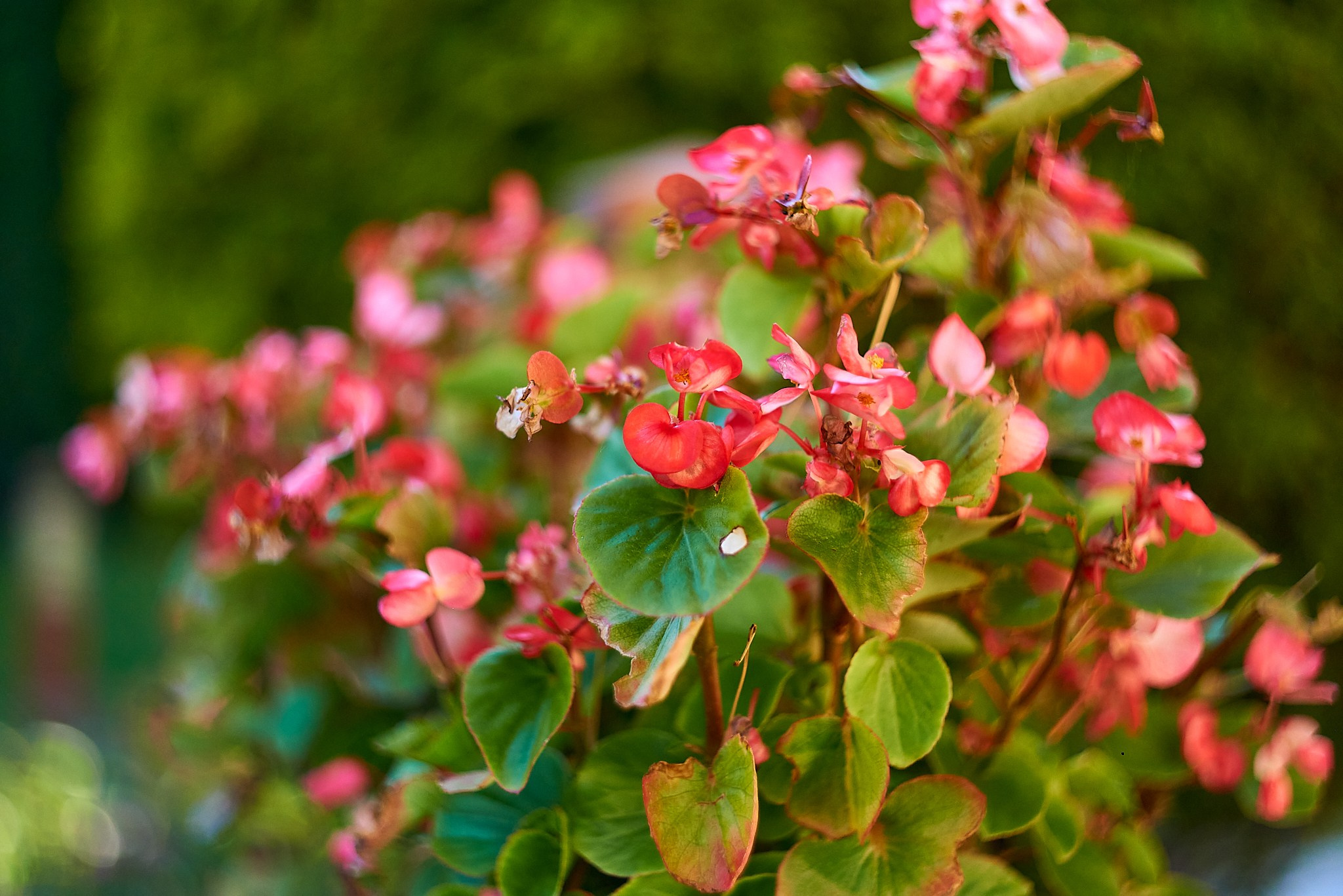 Nikon D850+Helios 44-2 2/58