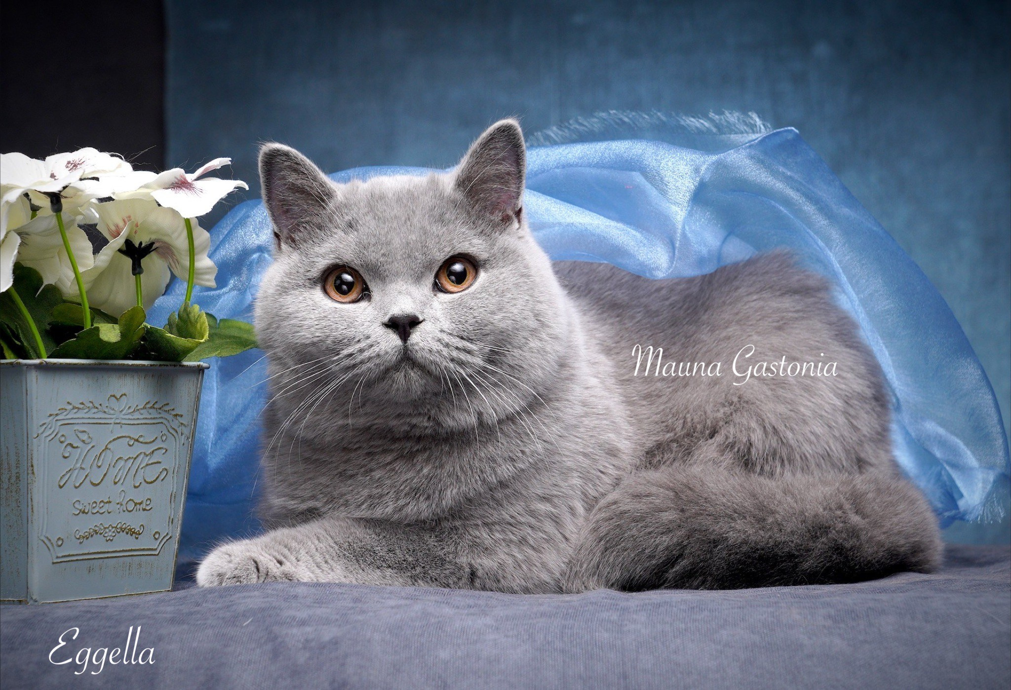 Свободные котята\Available kittens. Mauna Gastonia