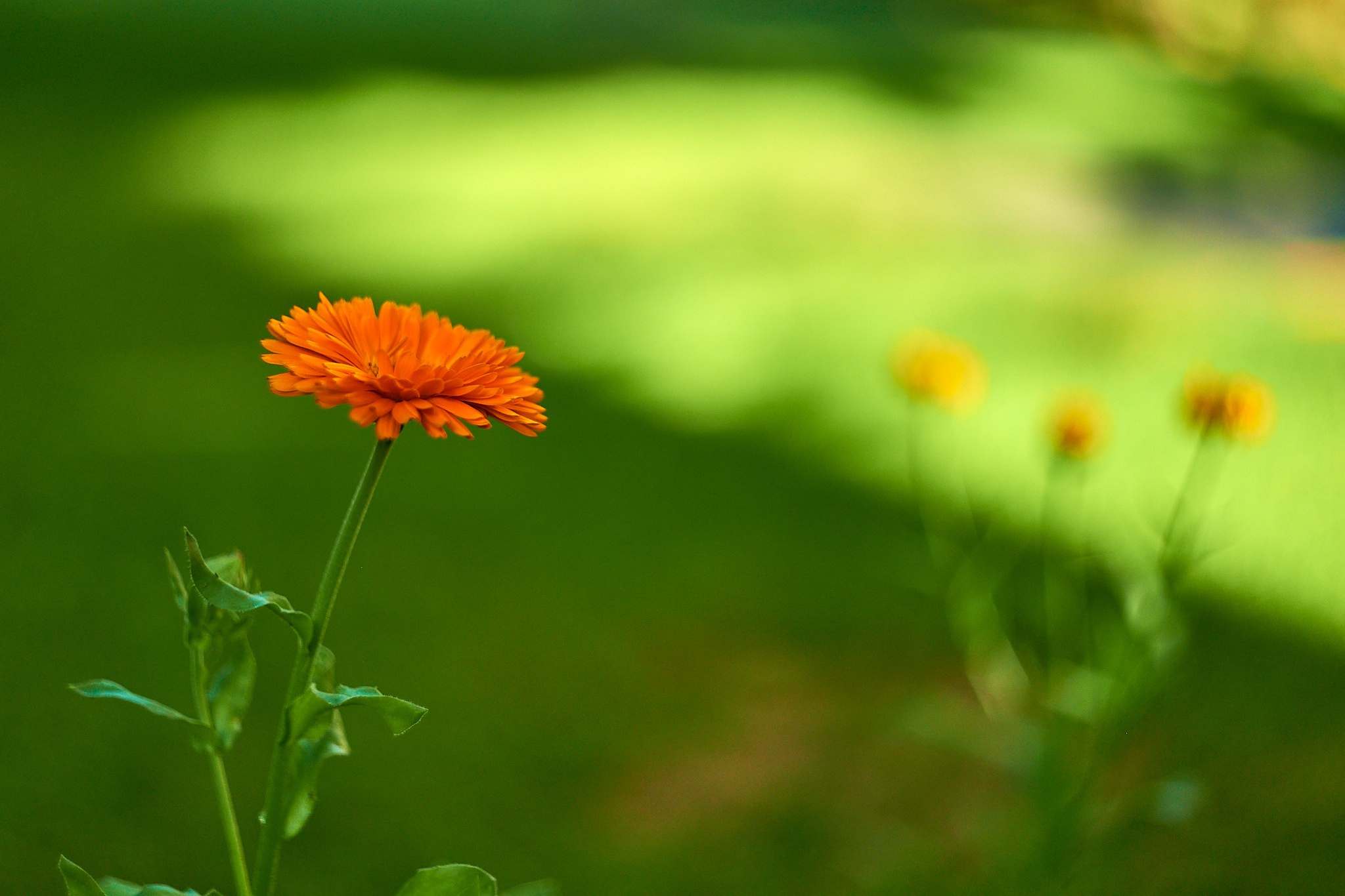Nikon D850+Helios 44-2 2/58