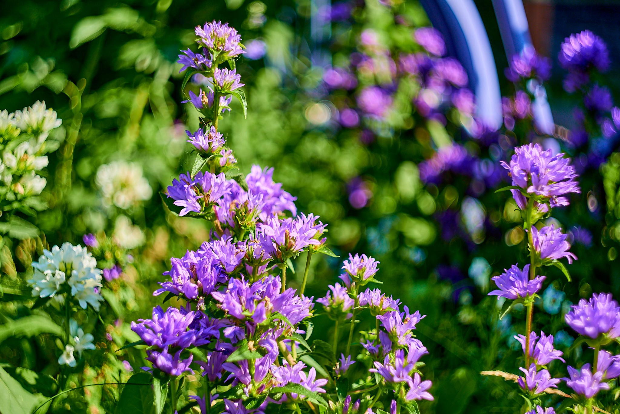 Nikon D850+Helios 44-2 2/58