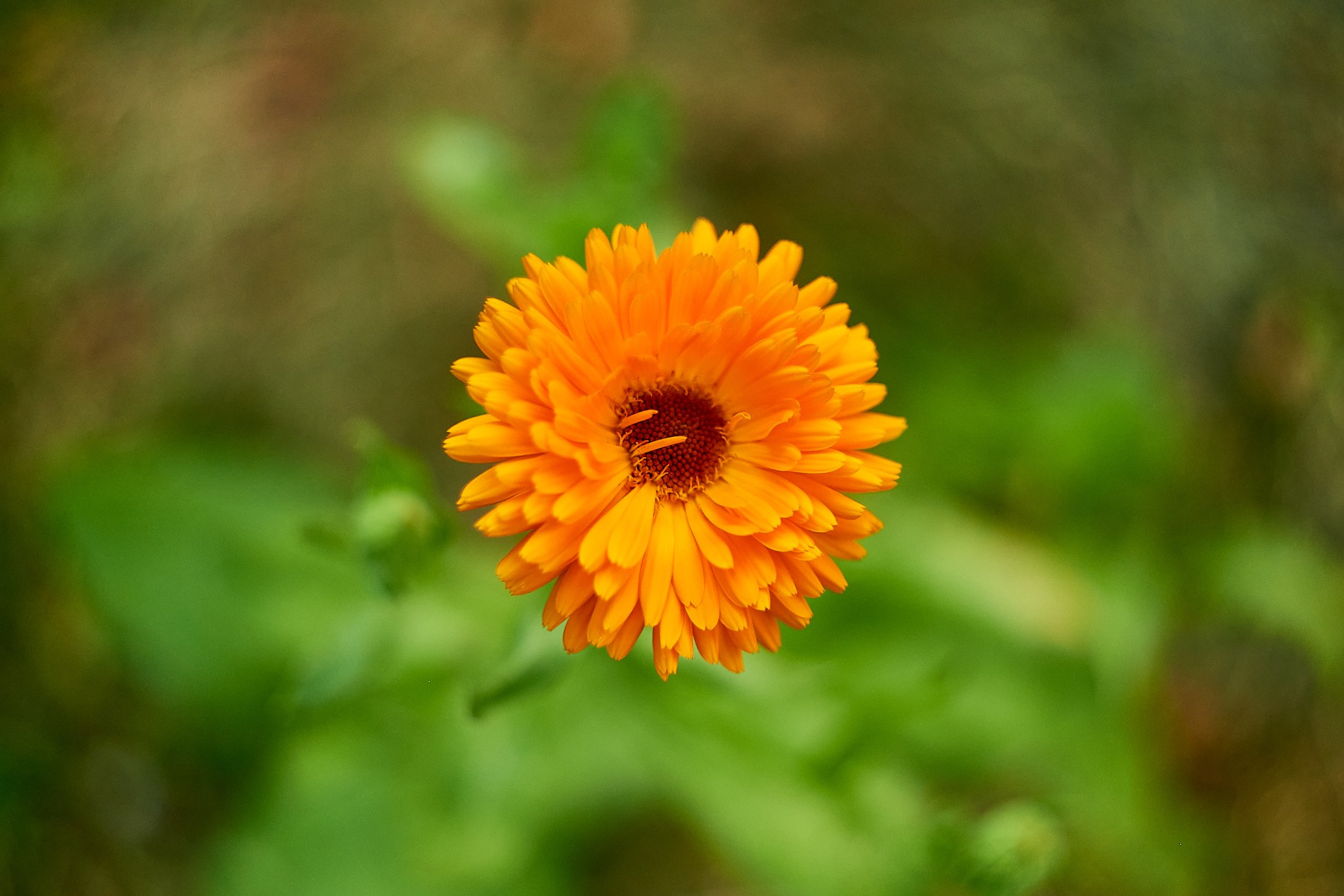 Nikon D850+Helios 44-2 2/58