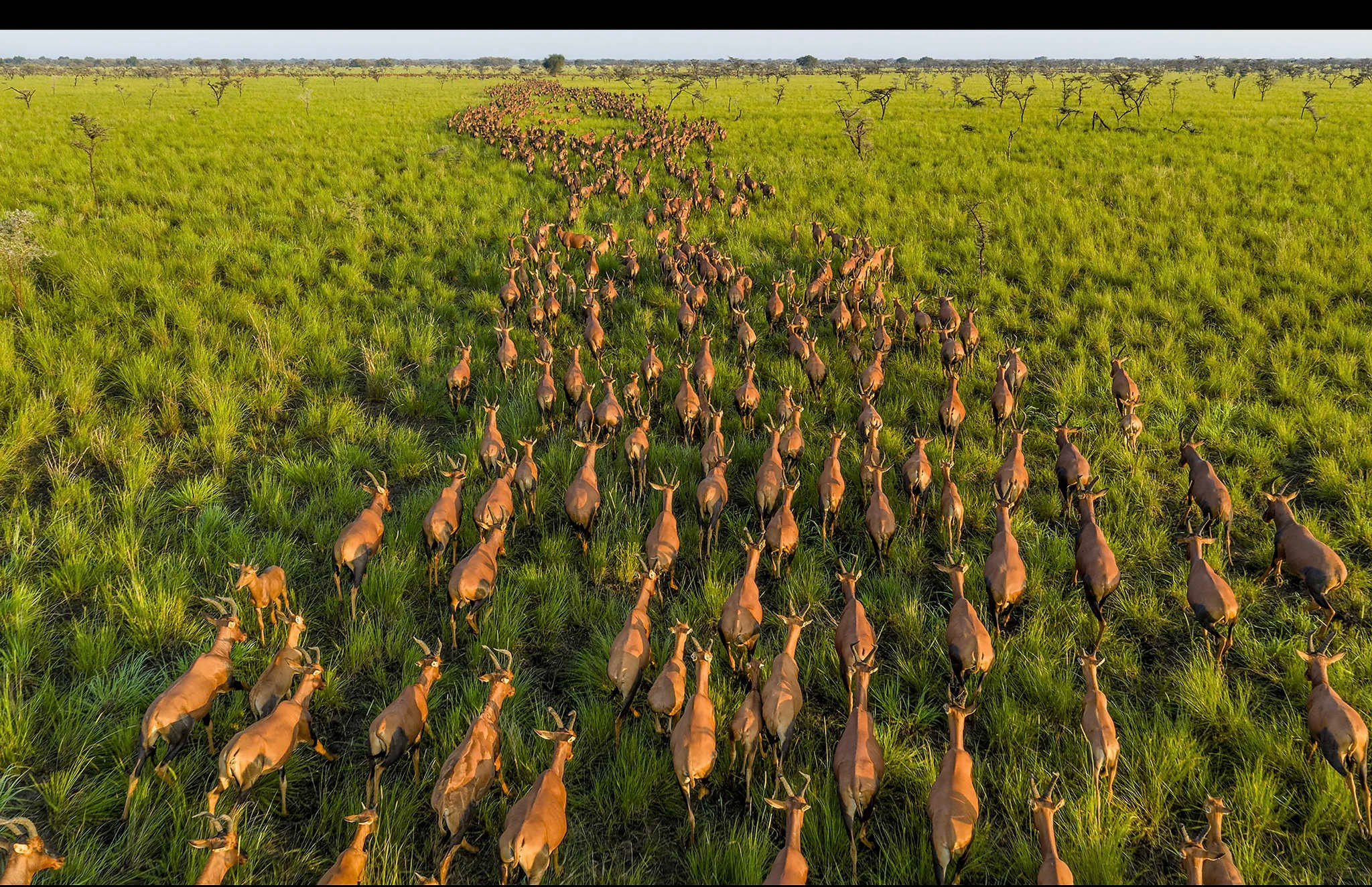 South Sudan, Photograph by Marcus WestbergДолгожданный аэрофотосъемочный материал, опубликованный Южным Суданом, показал нечто экстраординарное. Было зафиксировано, что по восточным равнинам страны прошло около шести миллионов антилоп, что изменило наше представление о том, сколько животных перемещается по этой части Африки. Фотограф Маркус Вестберг (Marcus Westberg) использовал дрон, чтобы запечатлеть это явление, крупнейшую на планете наземную миграцию, назвав его “символом надежды” для региона, пережившего годы гражданских беспорядков.