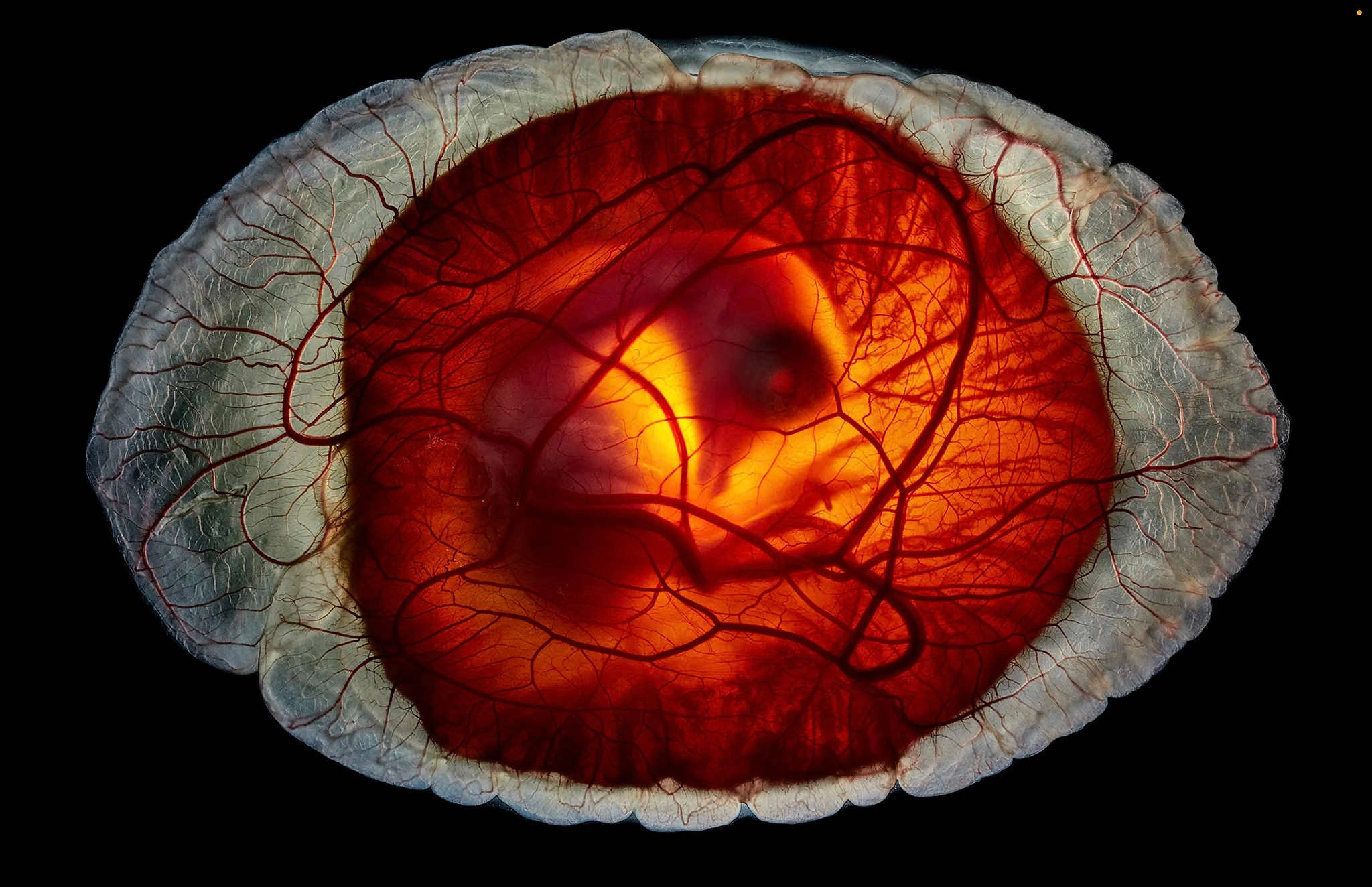 Berkeley, California, Photograph by Anand Varma 🔥