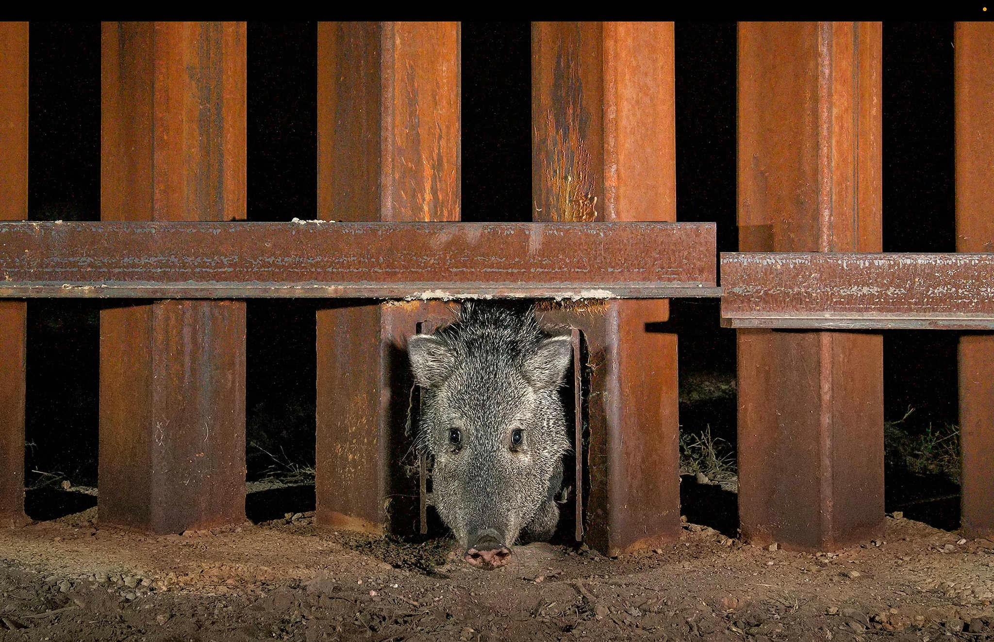Cuenca Los Ojos Reserve, Sonora, Mexico, Photograph by Jaime Rojo Вдоль труднопроходимой границы Мексики и США возвышаются огромные стены, препятствующие миграции местных видов животных. Так называемые "собачьи дверцы" (размером примерно с лист бумаги А4), установленные правительством США, предлагают новое решение для прохода таких мелких существ, как этот дротик, но не подходят для черных медведей или белохвостых оленей.
