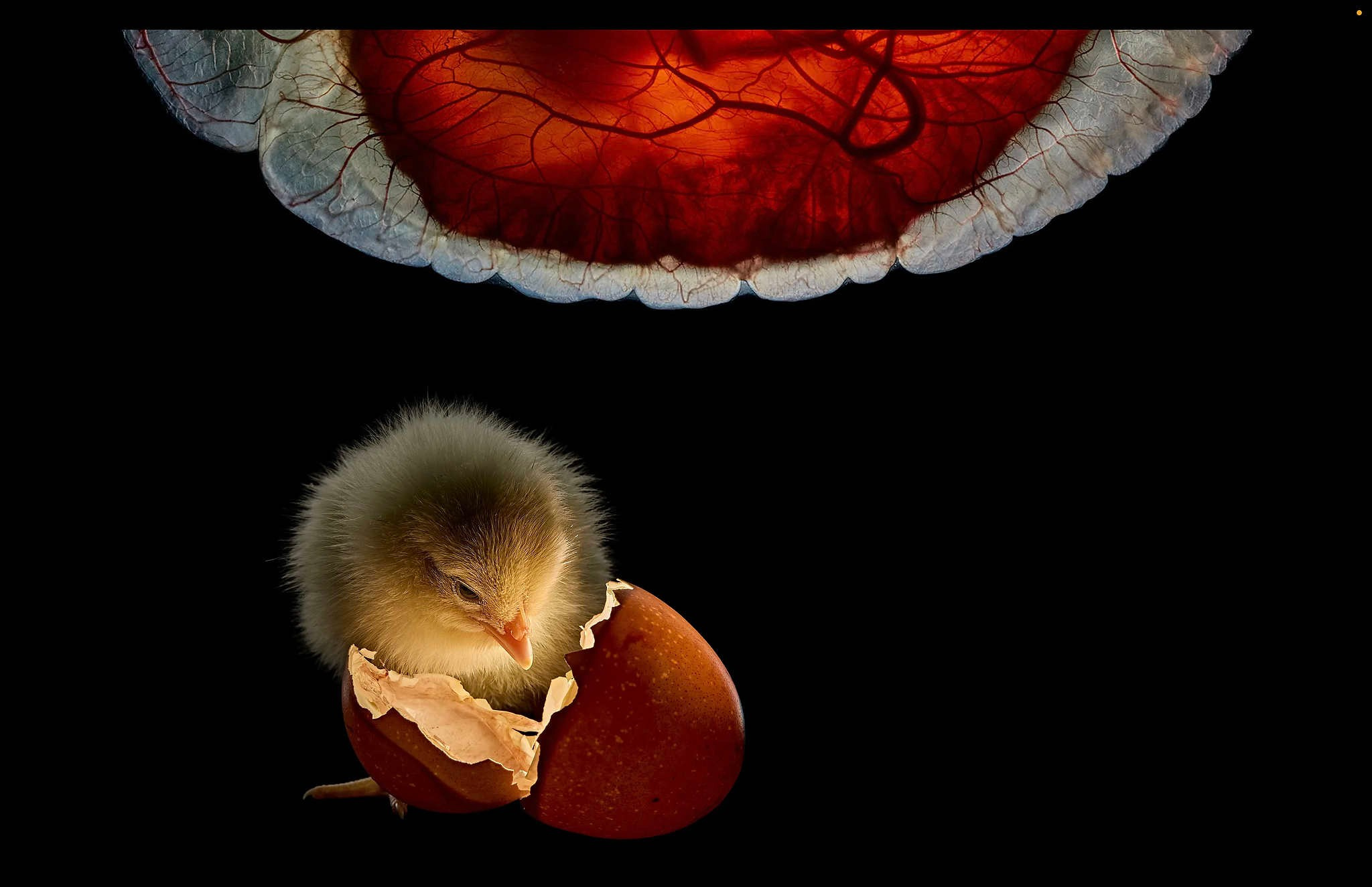 В течение многих лет фотограф Ананд Варма пытался запечатлеть, когда еще можно разглядеть яичный желток, но уже отчетливо проступают птичьи очертания. Он экспериментировал, инкубируя эмбрионы в искусственных оболочках, прежде чем, наконец, запечатлел трансформацию в возрасте 12 дней. Варма отдельно вырастил несколько эмбрионов для птенцов, подобных приведенному выше, которые он пожертвовал людям в общине.