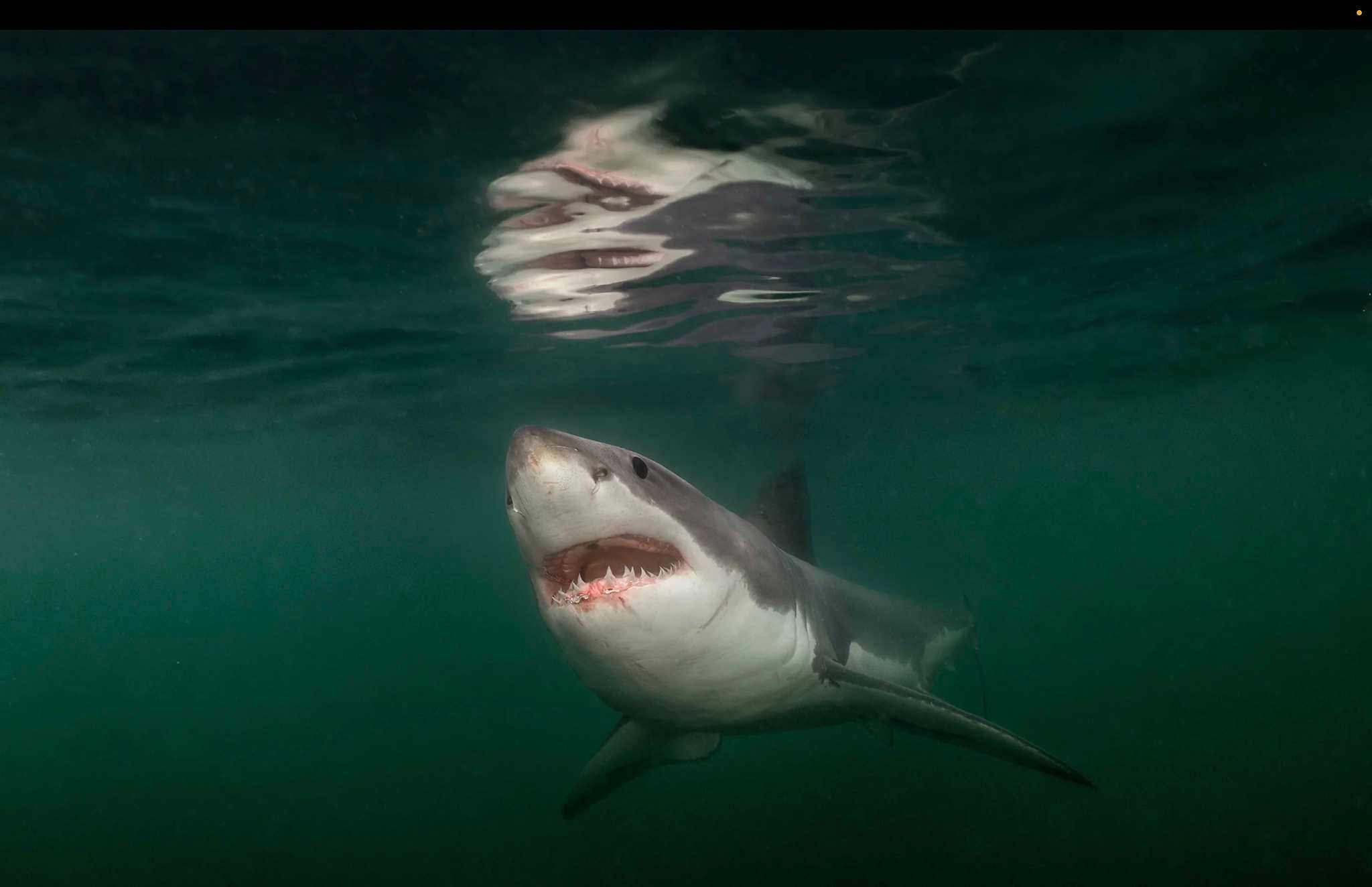 Gulf of Maine, Photograph by Brian SkerryФотограф Брайан Скерри десятилетиями ведет хронику морских обитателей, но это его первый снимок большой белой акулы у берегов штата Мэн, где он столкнулся с ней с расстояния в четыре фута. Число случаев обнаружения акул, подобных этой 10-футовой, растет от Кейп-Кода до Новой Шотландии, отчасти благодаря Закону о защите морских млекопитающих от 1972 года, который позволил восстановить популяцию тюленей.