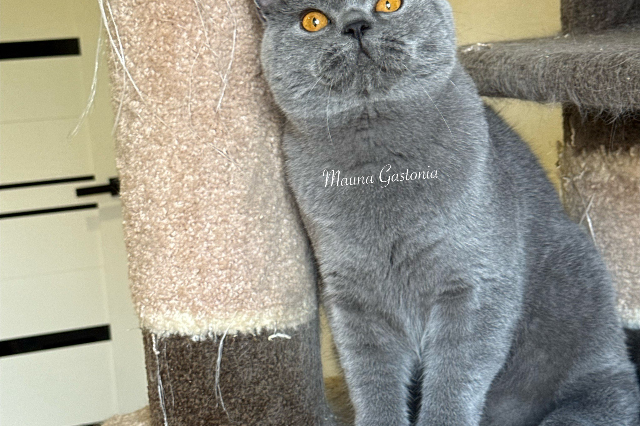 Свободные котята\Available kittens. Mauna Gastonia