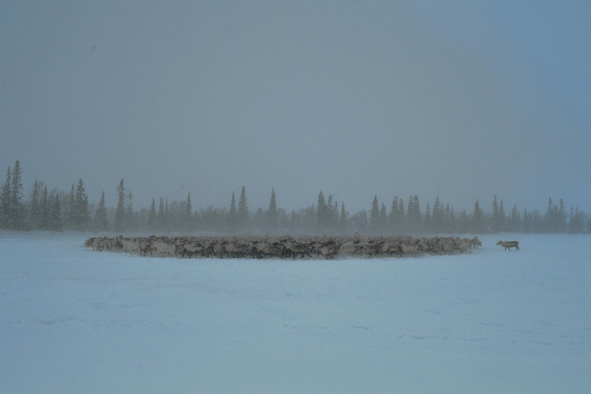 Фототур к северным оленям и саамам. 5–9 марта