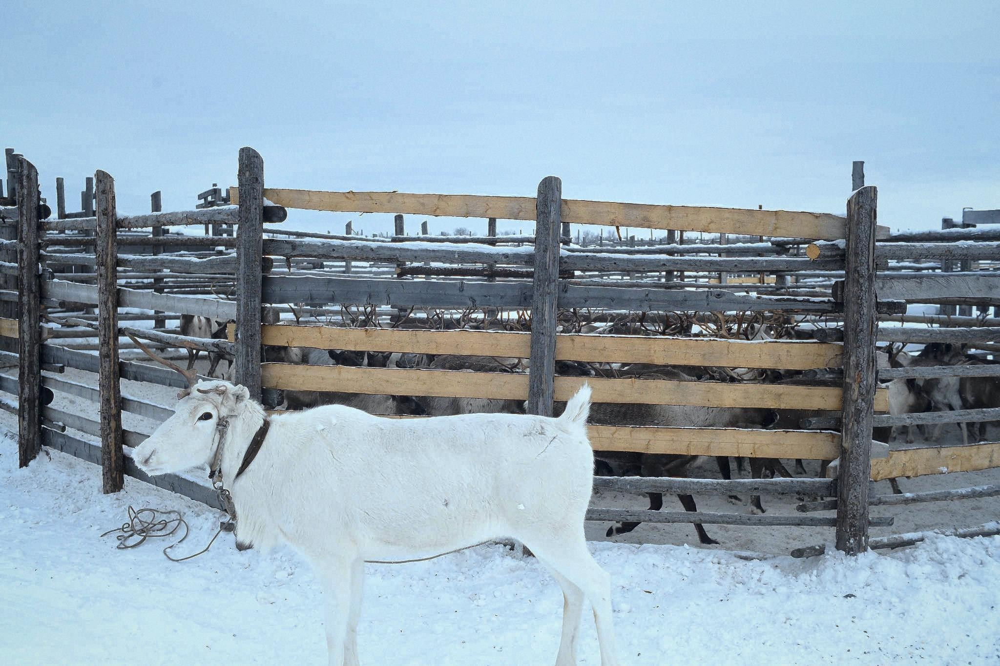 Фототур к северным оленям и саамам. 5–9 марта