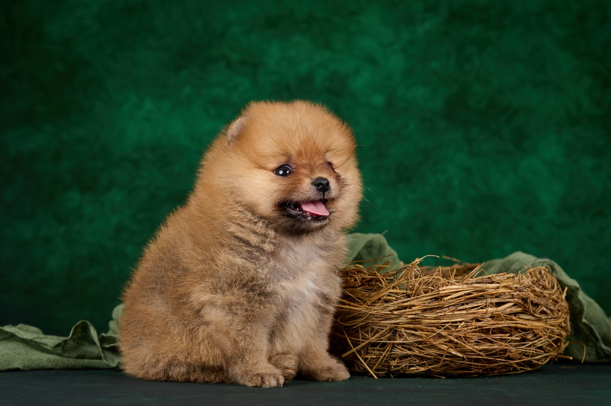 Фотосъёмка щенков и котят. Фотограф анималист в Казани Алина Сулейманова. Фотограф животных