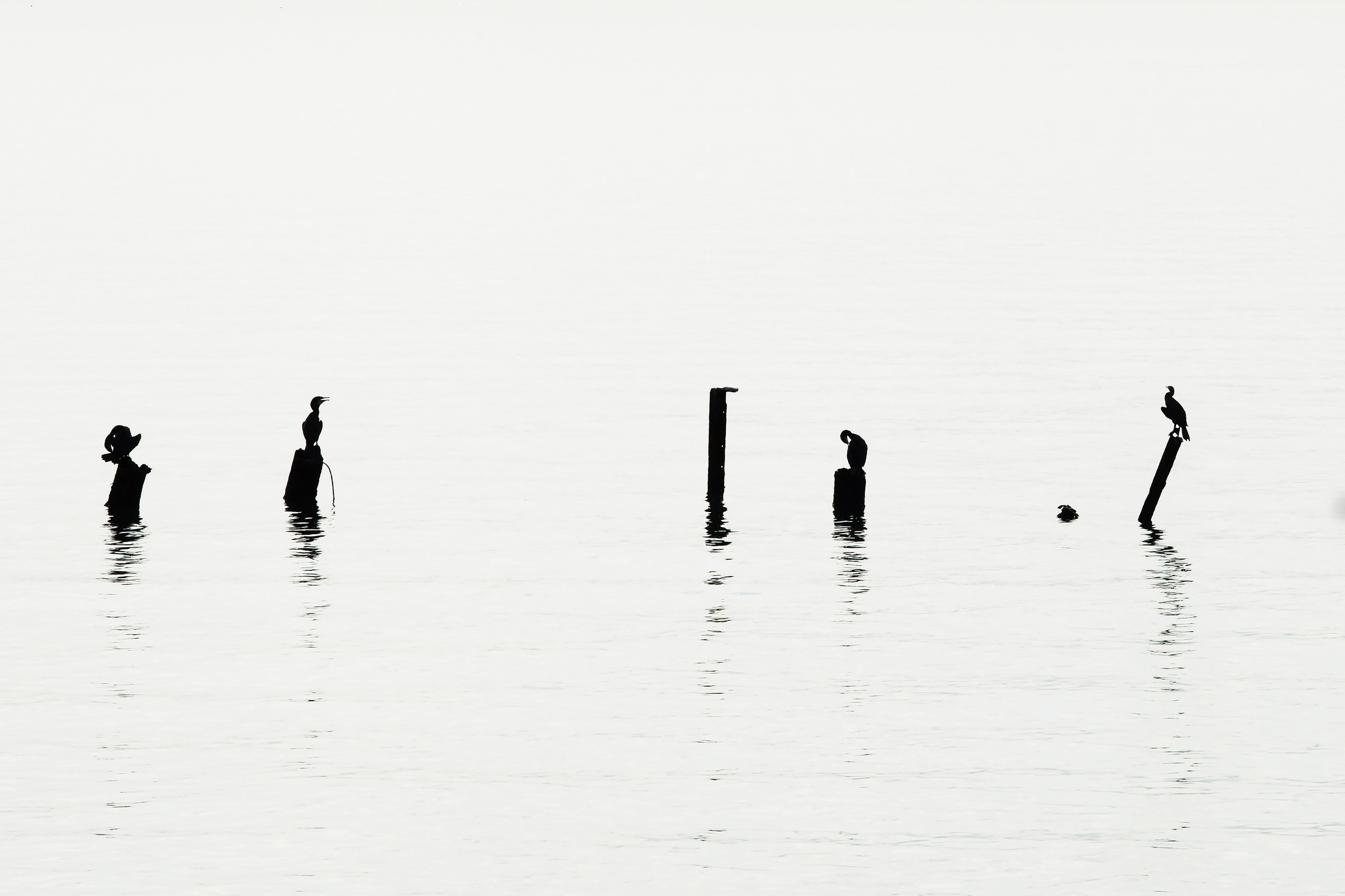 Работы, на дереве, холсте, стекле, которые можно приобрести. Яркие фото на Чёрном море