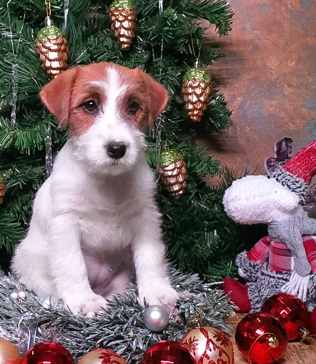 ЩЕНКИ ИЗ ДРУЖЕСТВЕННЫХ ПИТОМНИКОВ. КАНЕ МАЭСТРО — питомник Джек рассел терьеров