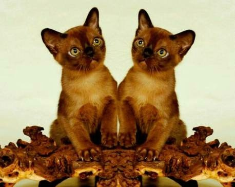 СВОБОДНЫХ КОТЯТ В НАШЕМ ПИТОМНИКЕ НЕТ. Las Burmas — питомник американской бурмы традиционных линий