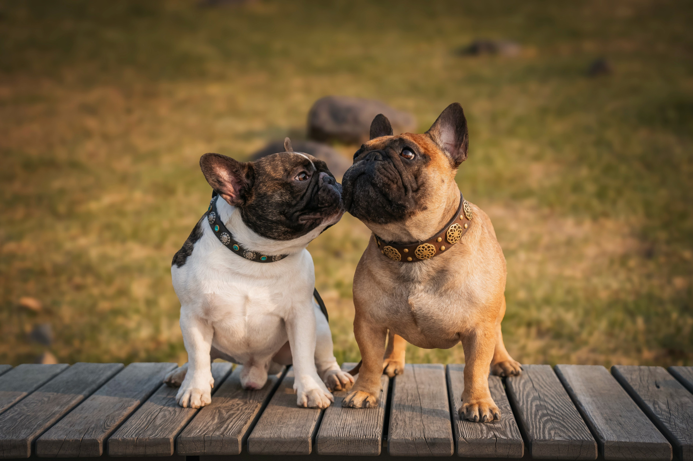 Услуги. Семейный фотограф анималист г. Находка