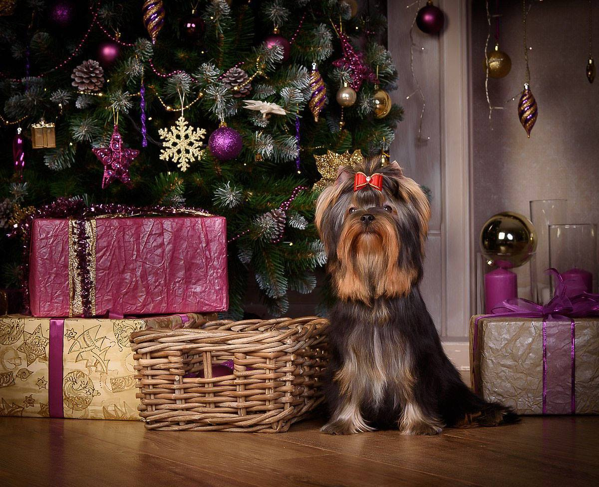 МАЙ СИЛЬВЕР ФРЕНД СЭЛФИ. Питомник Йоркширских терьеров Дэнстайл в Санкт-Петербурге заводчик Тих