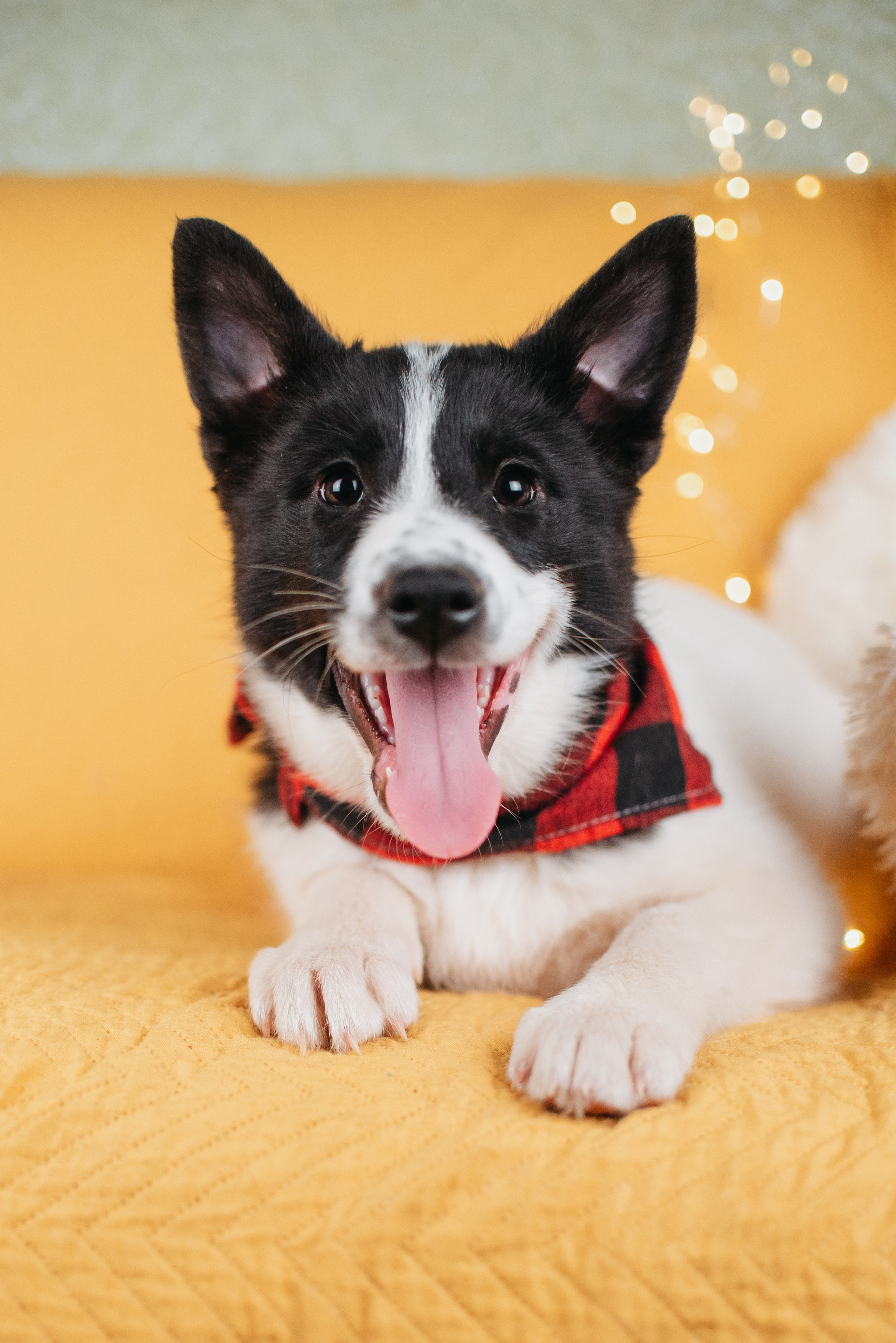 Животные на пристройство. Фотограф-анималист Валерия, Москва, Мытищи