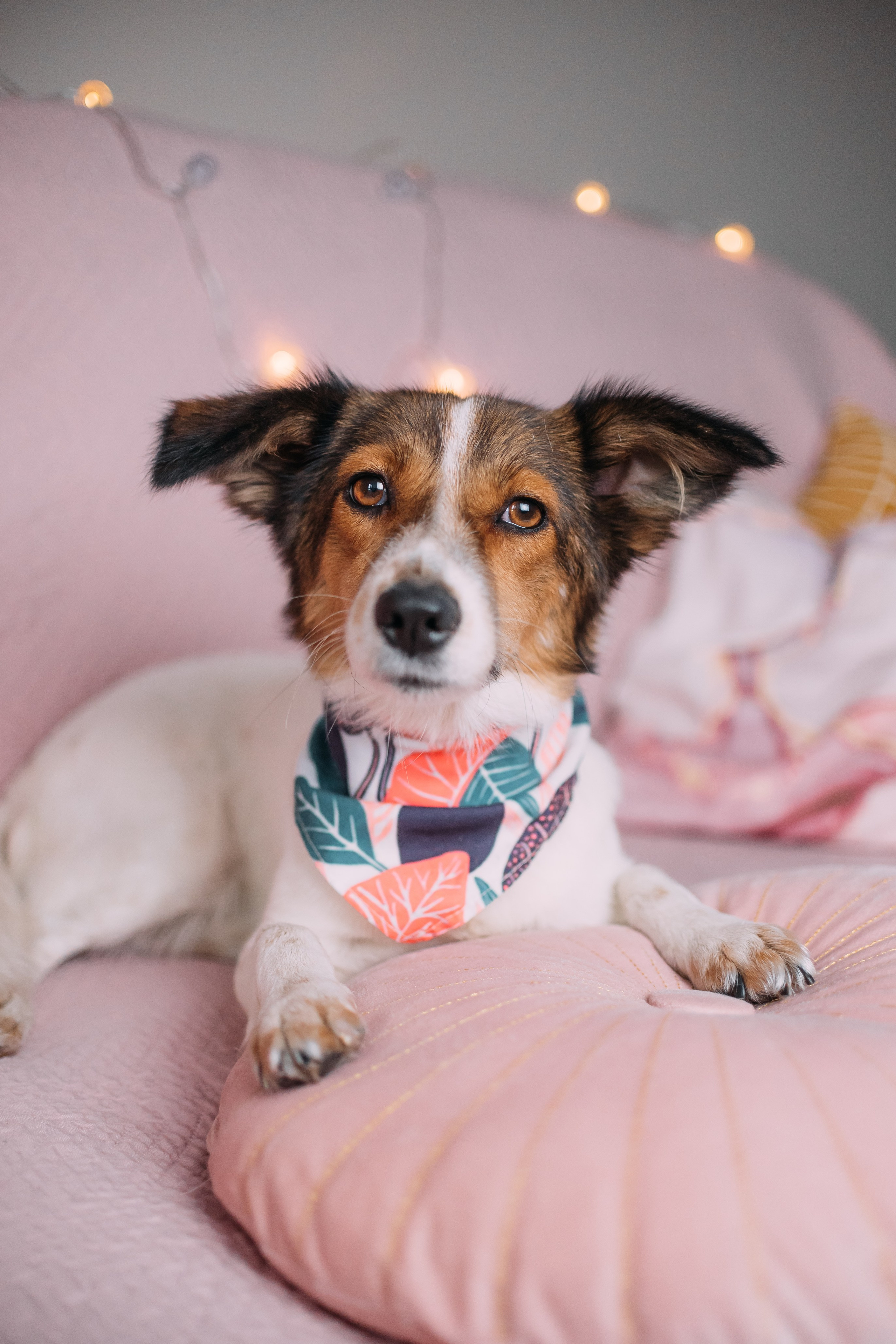 Животные на пристройство. Фотограф-анималист Валерия, Москва, Мытищи