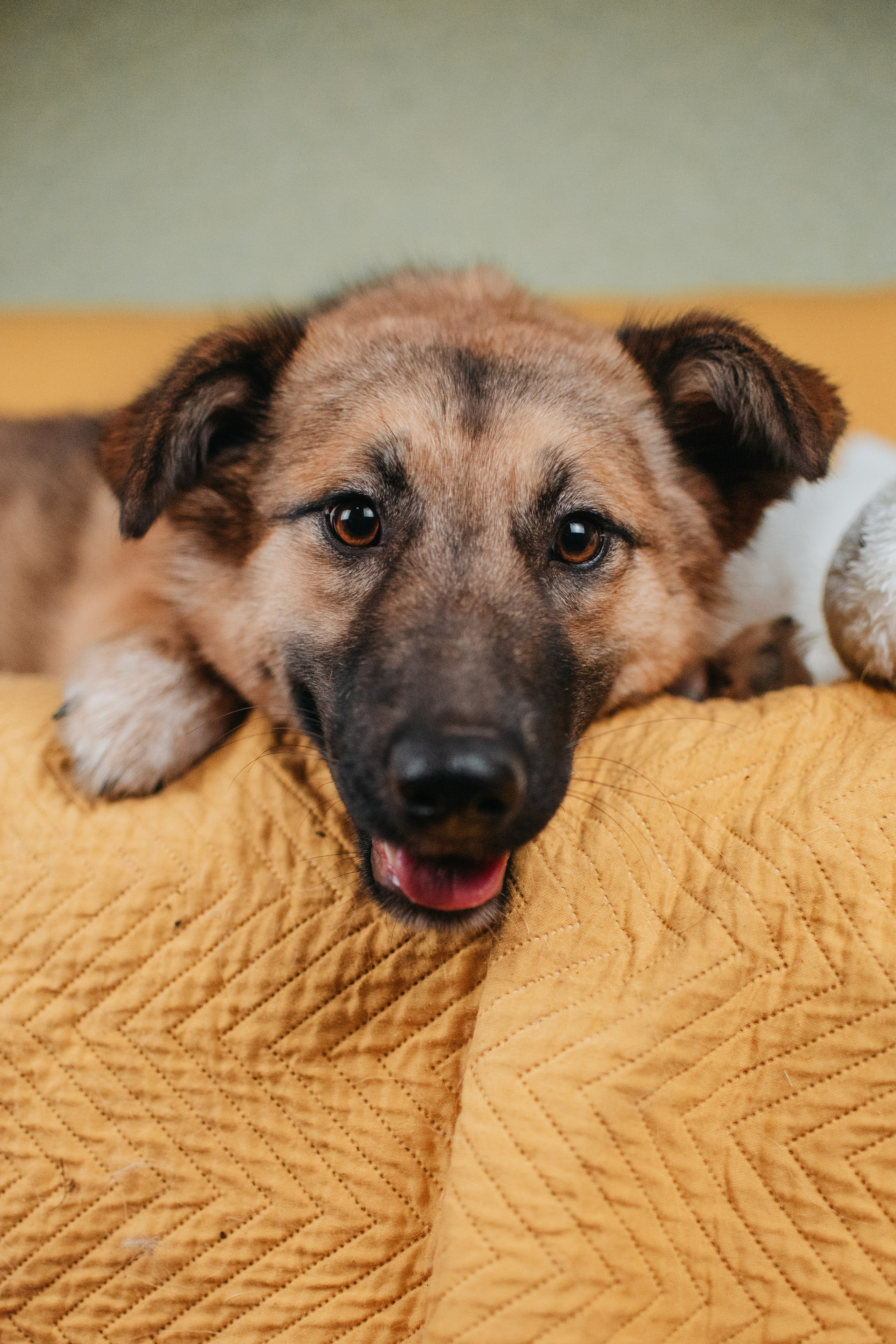 Животные на пристройство. Фотограф-анималист Валерия, Москва, Мытищи