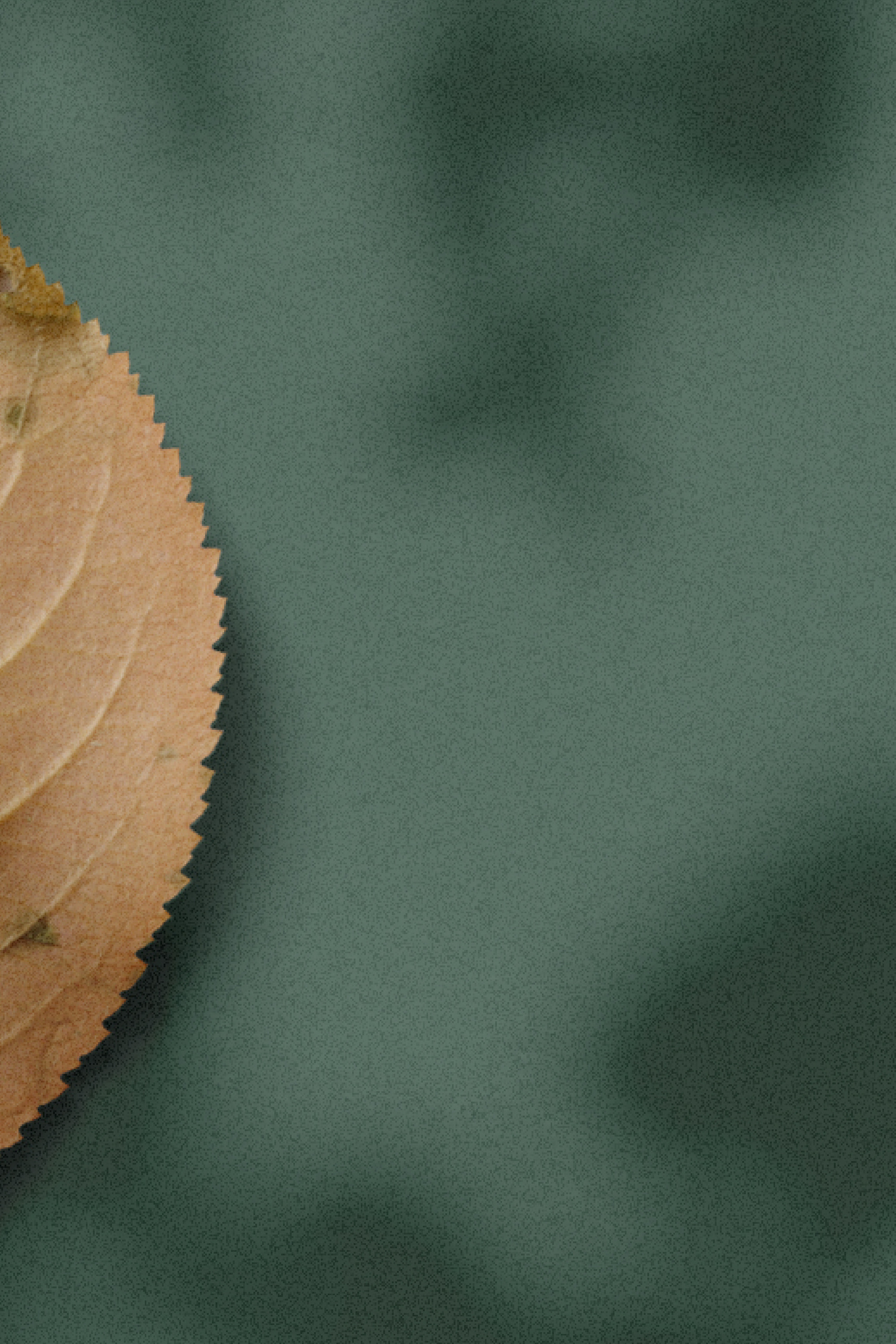 Услуги. Семейный фотограф в Анапе Светлана Тернопол