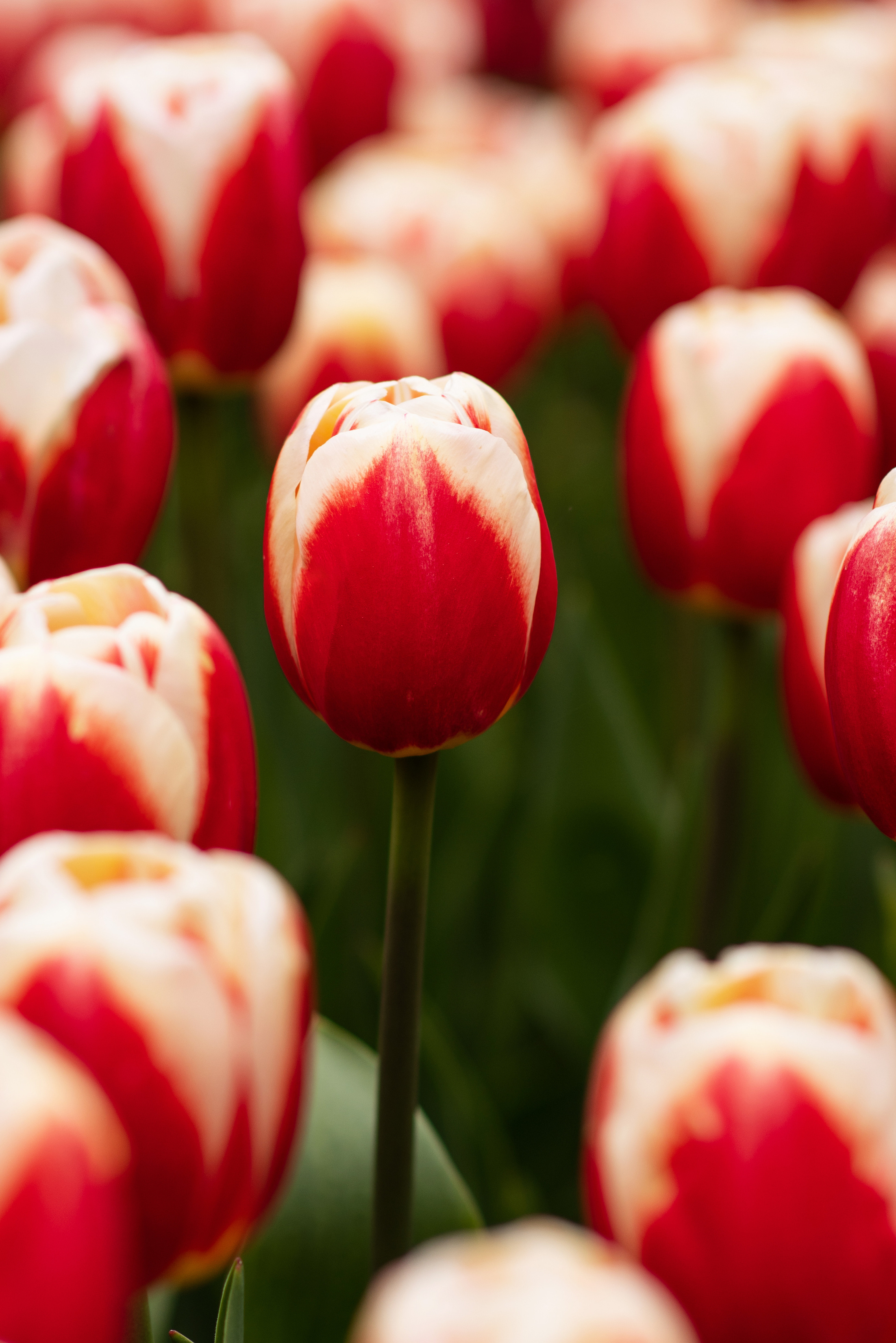 фотограф Севастополь, фотограф в Севастополе, фотопрогулка Севастополь, фотопрогулка в Севастополе, цветущий Севастополь, фотокартины Севастополь, тюльпаны, Приморский бульвар, Севастополь, отдых в Севастополе, куда пойти в Севастополе, отдых в Крыиу, Крым, куда поехать в Крыму