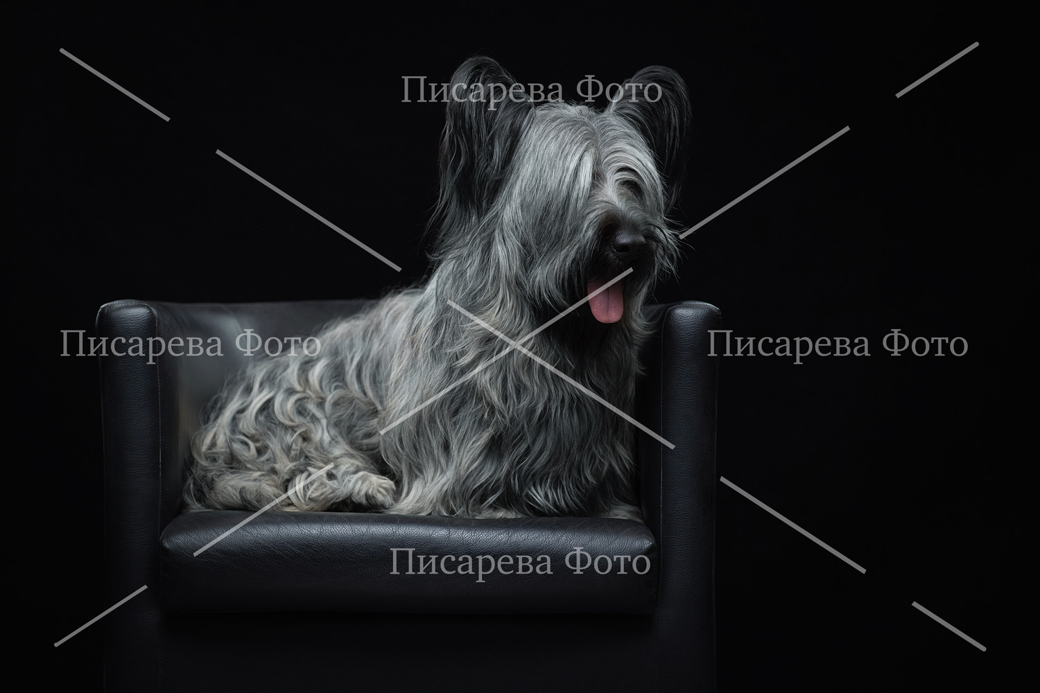 Собака породы Скай-терьер на кресле