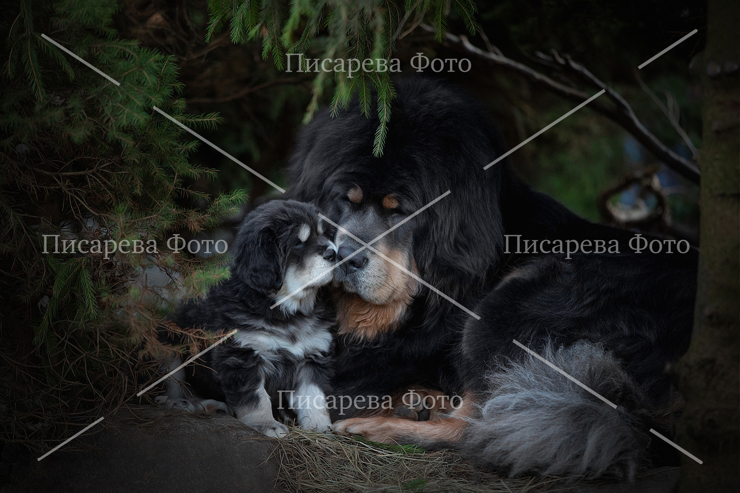 Мама и малыш собак Тибетский мастиa