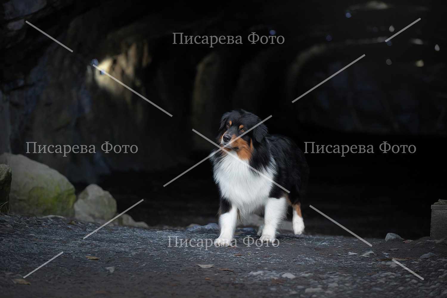 Собака породы Аусси в пещере