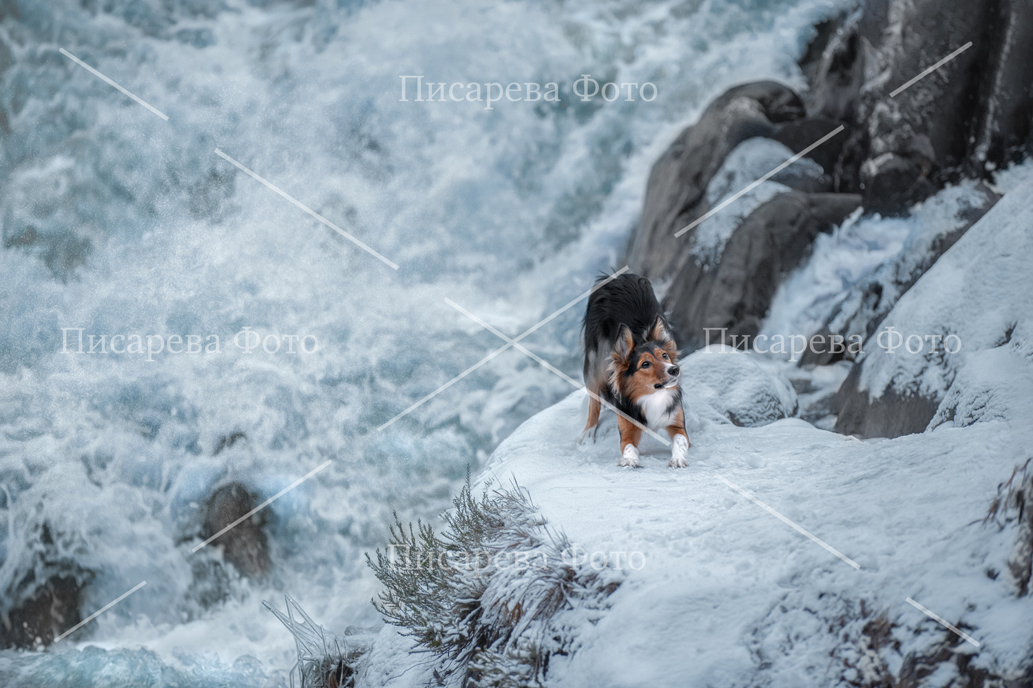 Собака породы Бордер Колли на водопаде