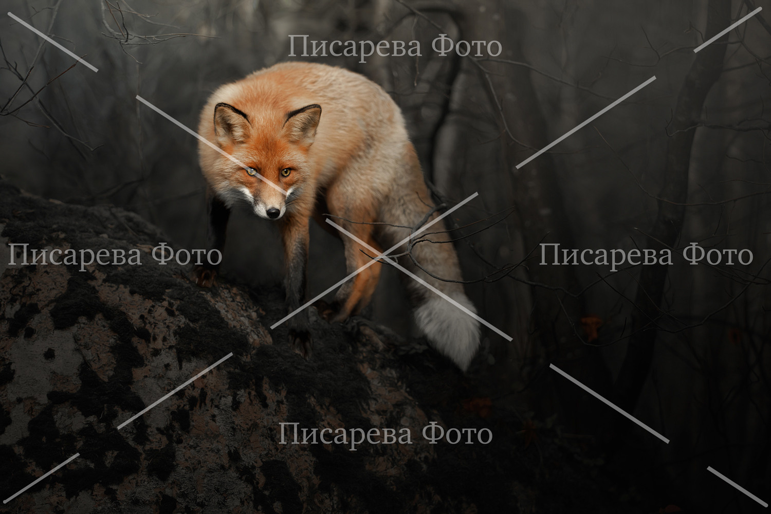 Лиса в сгоревшем лесу на камне