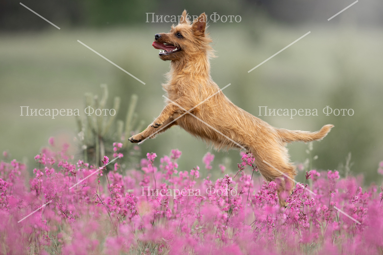 Собака в прыжке над полем цветов