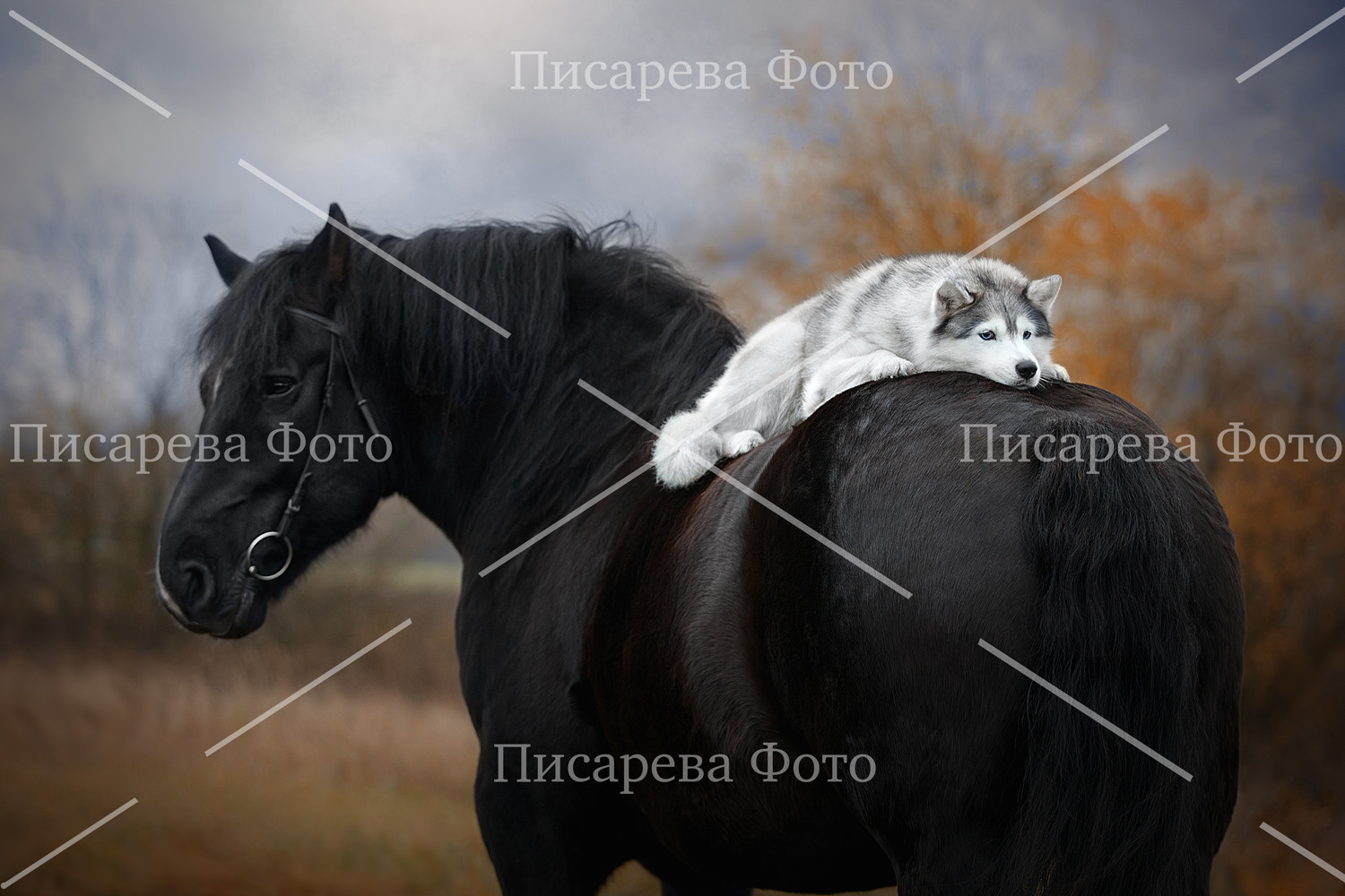 Собака на крупе у стоящей лошади