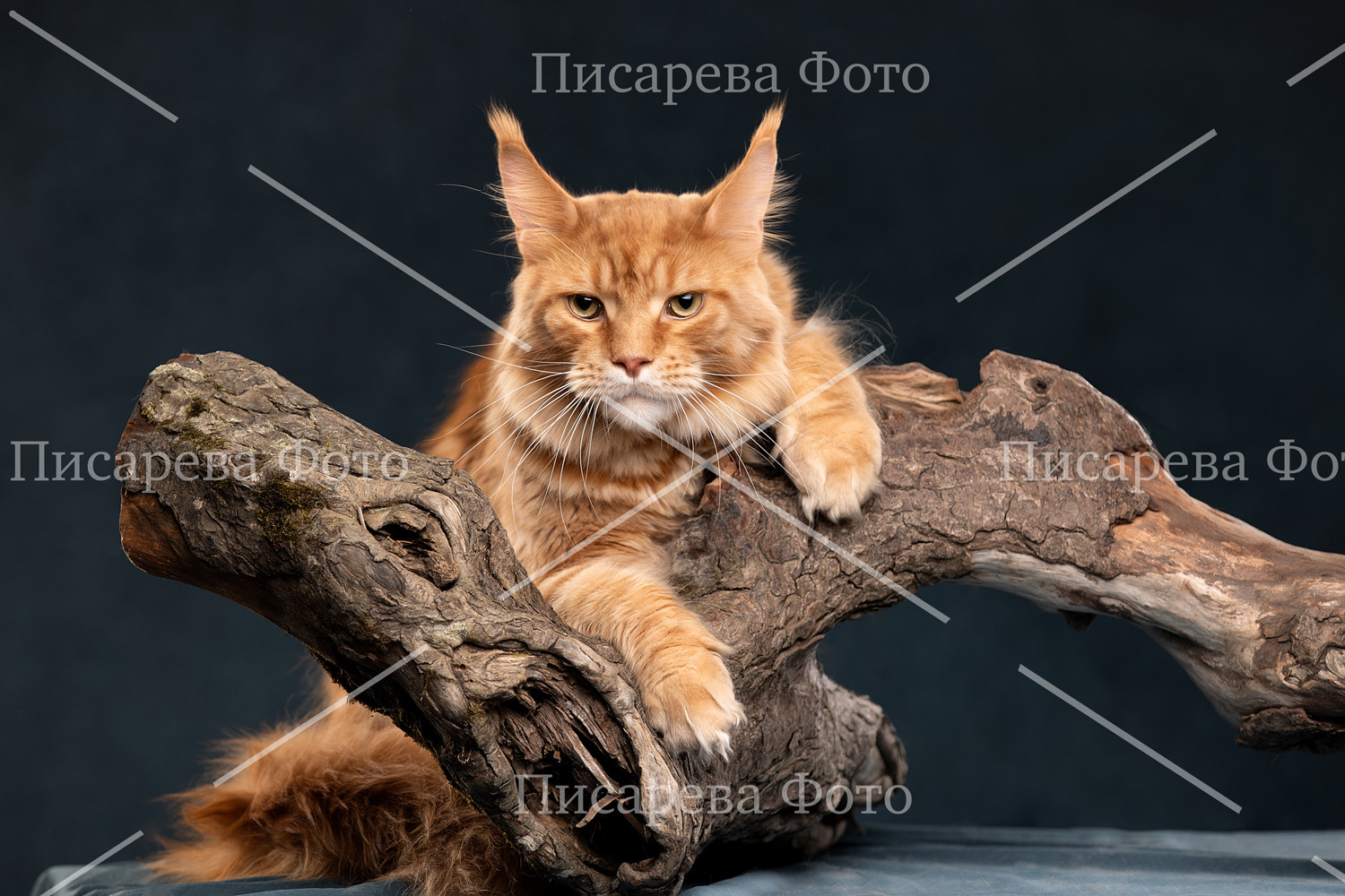 Кот породы Мейн кун в студии на коряге