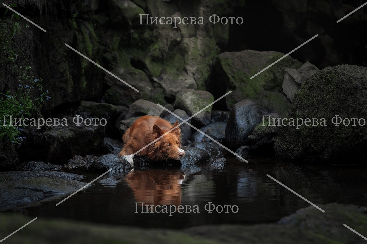 Собака породы Бордер колли лежит в гроте