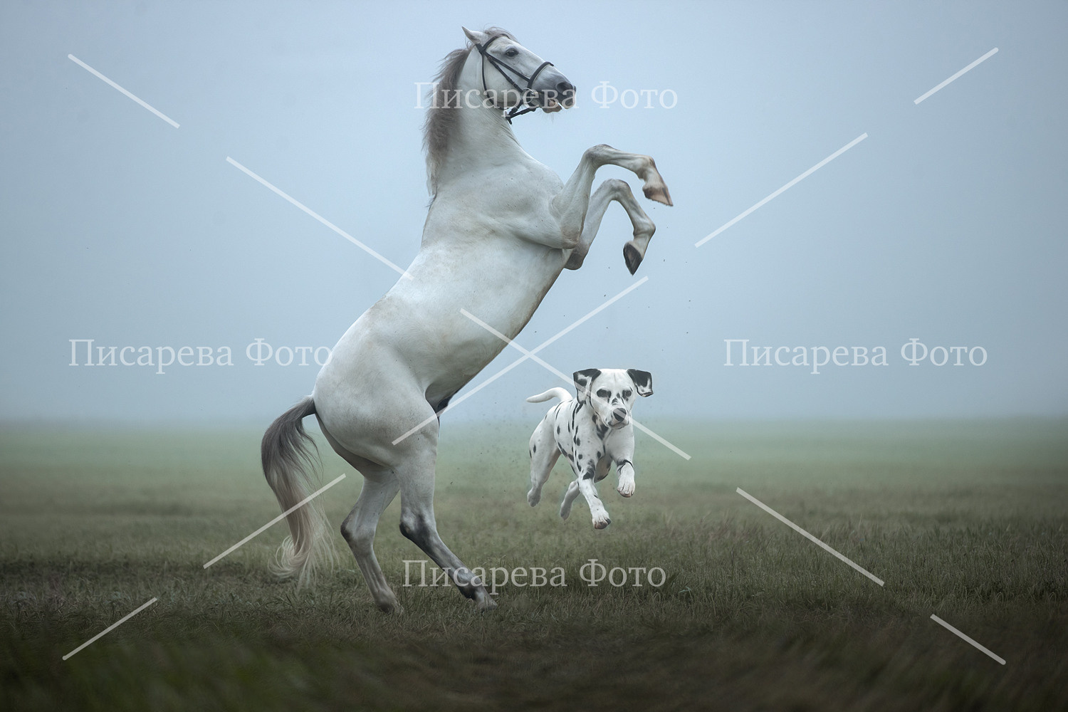 далматин прыгает под лошадью